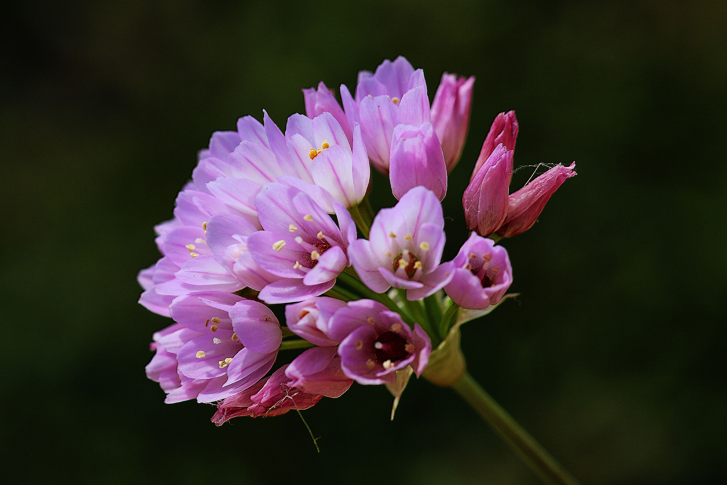 Allium unifollum