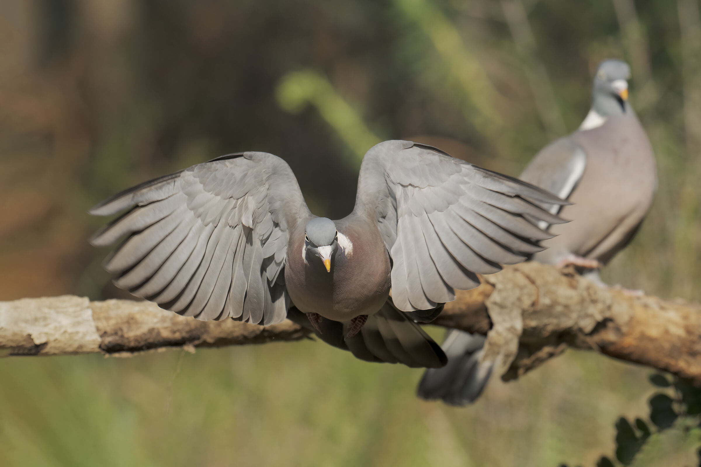 l'involo del colombaccio