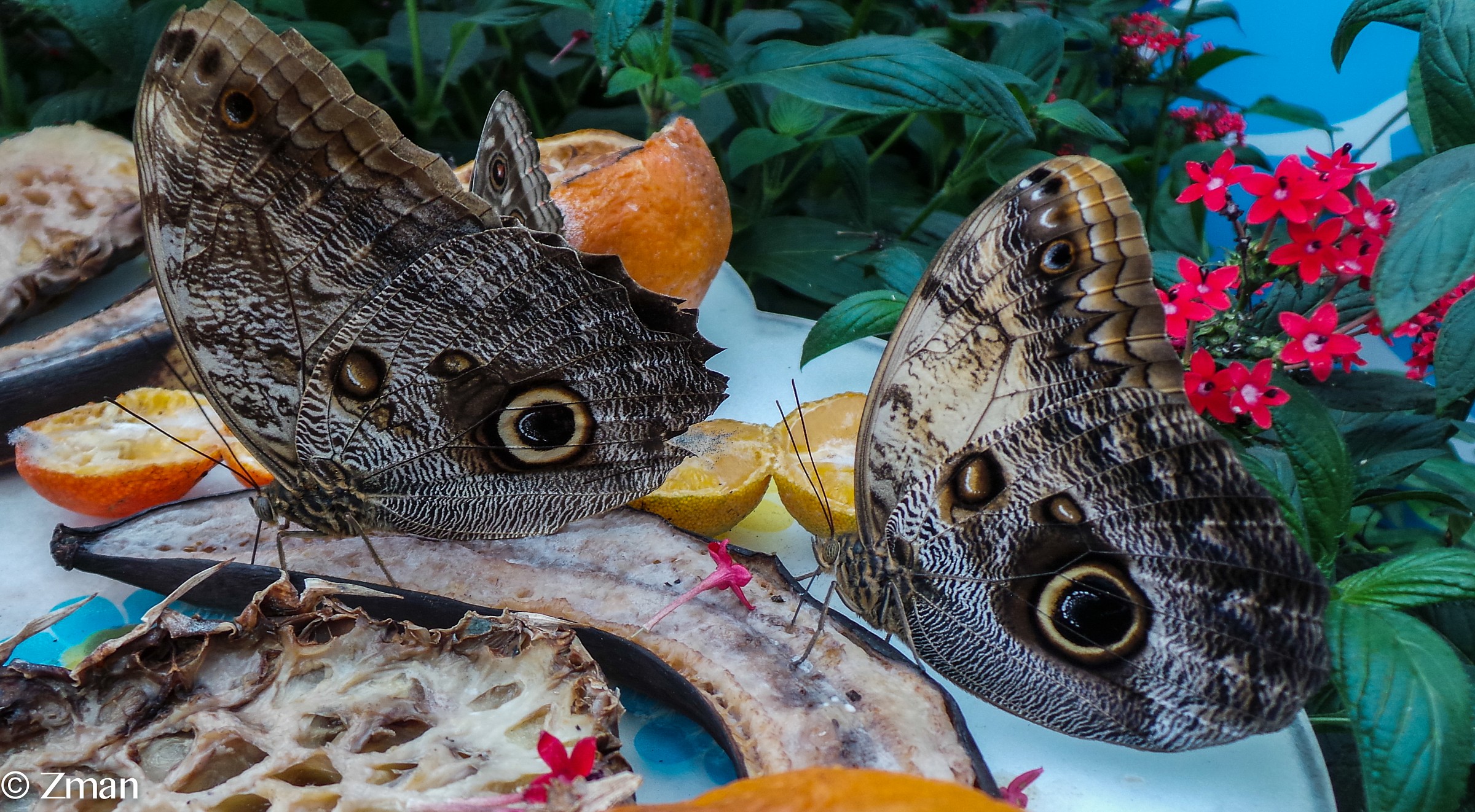 Butterflies In National History Museum