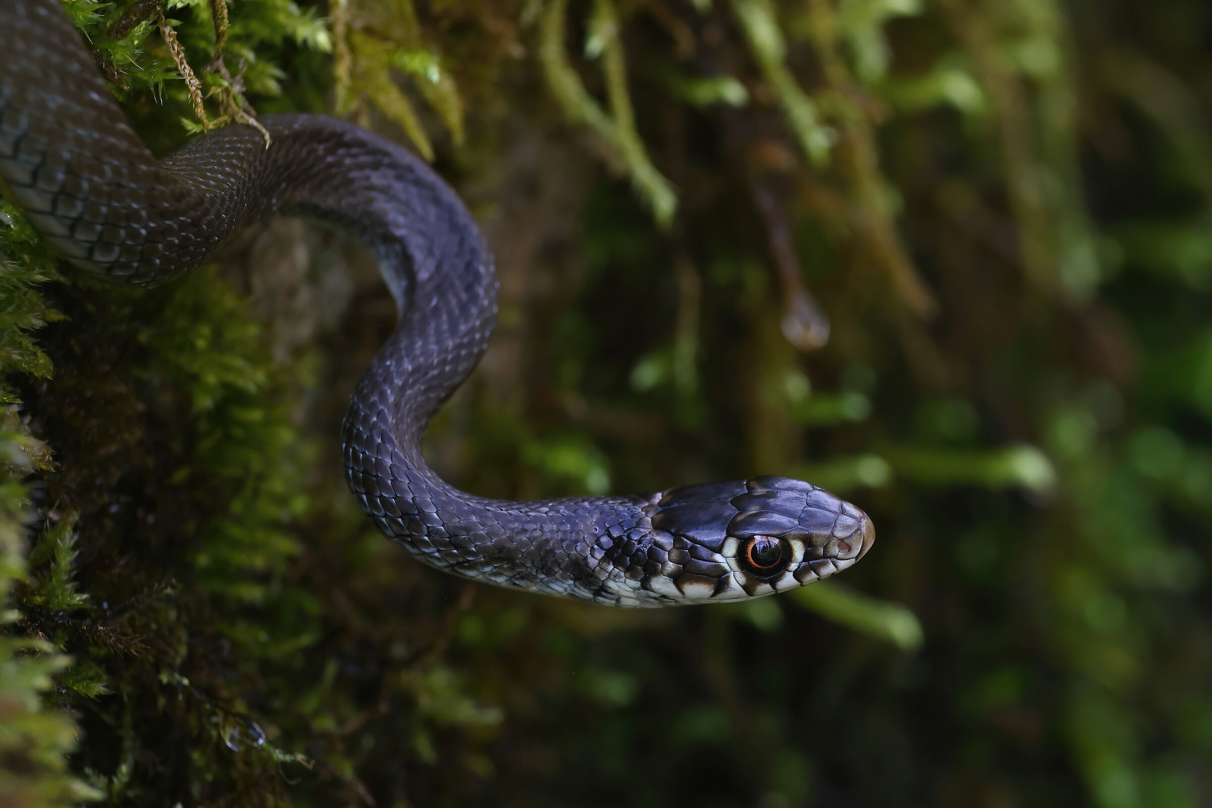 Young whip snake