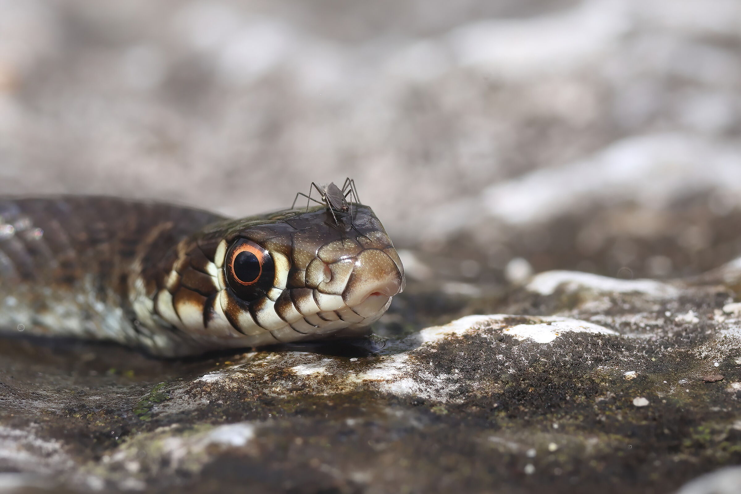 The whip snake and the mosquito