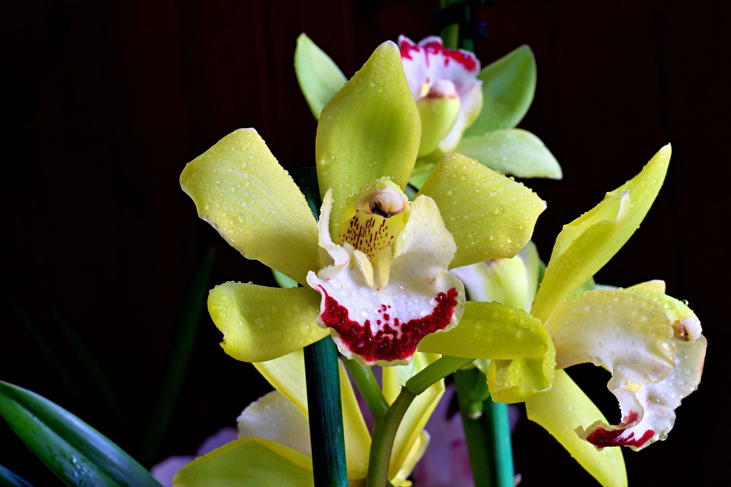 Cymbidium