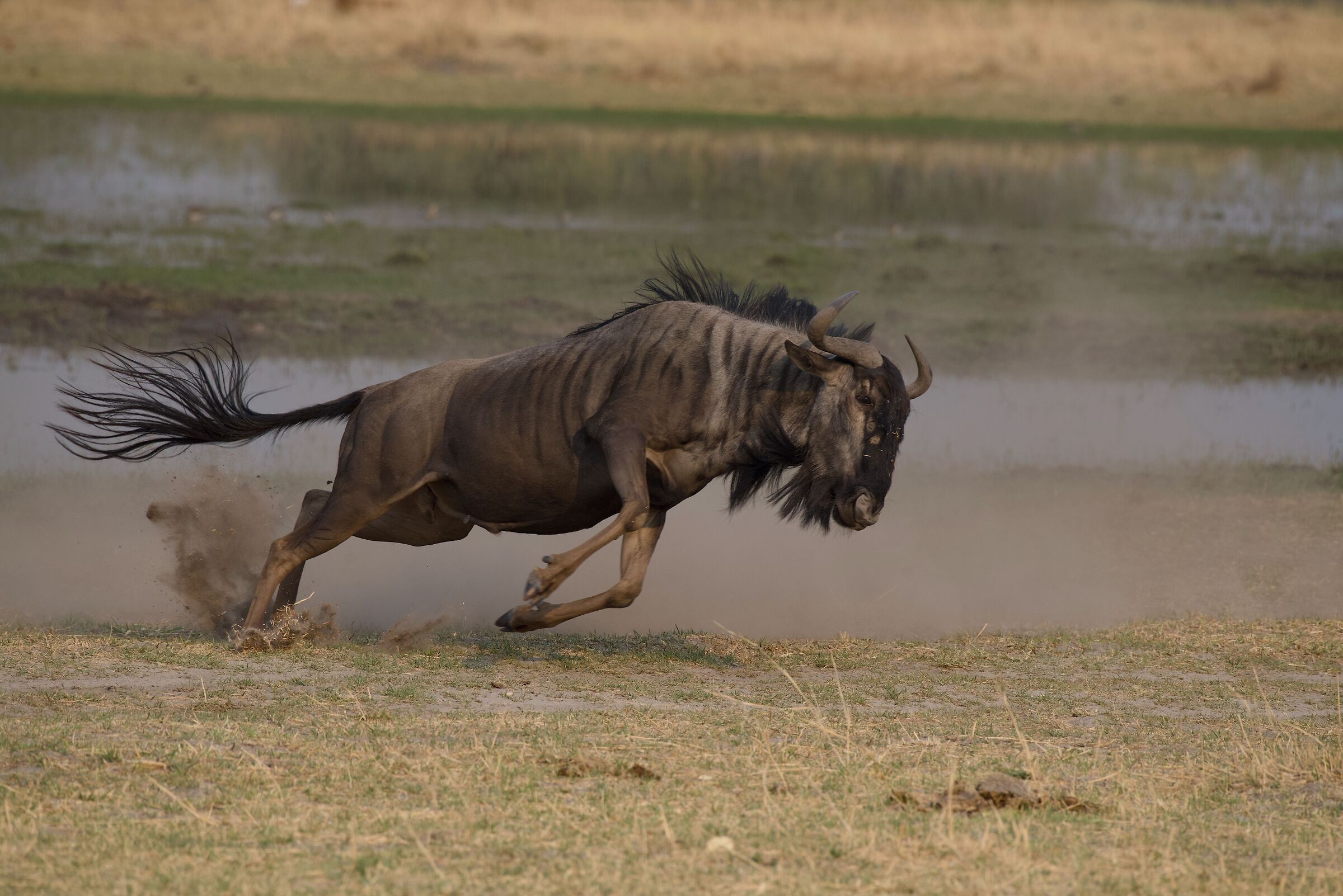 The fight and flight 3