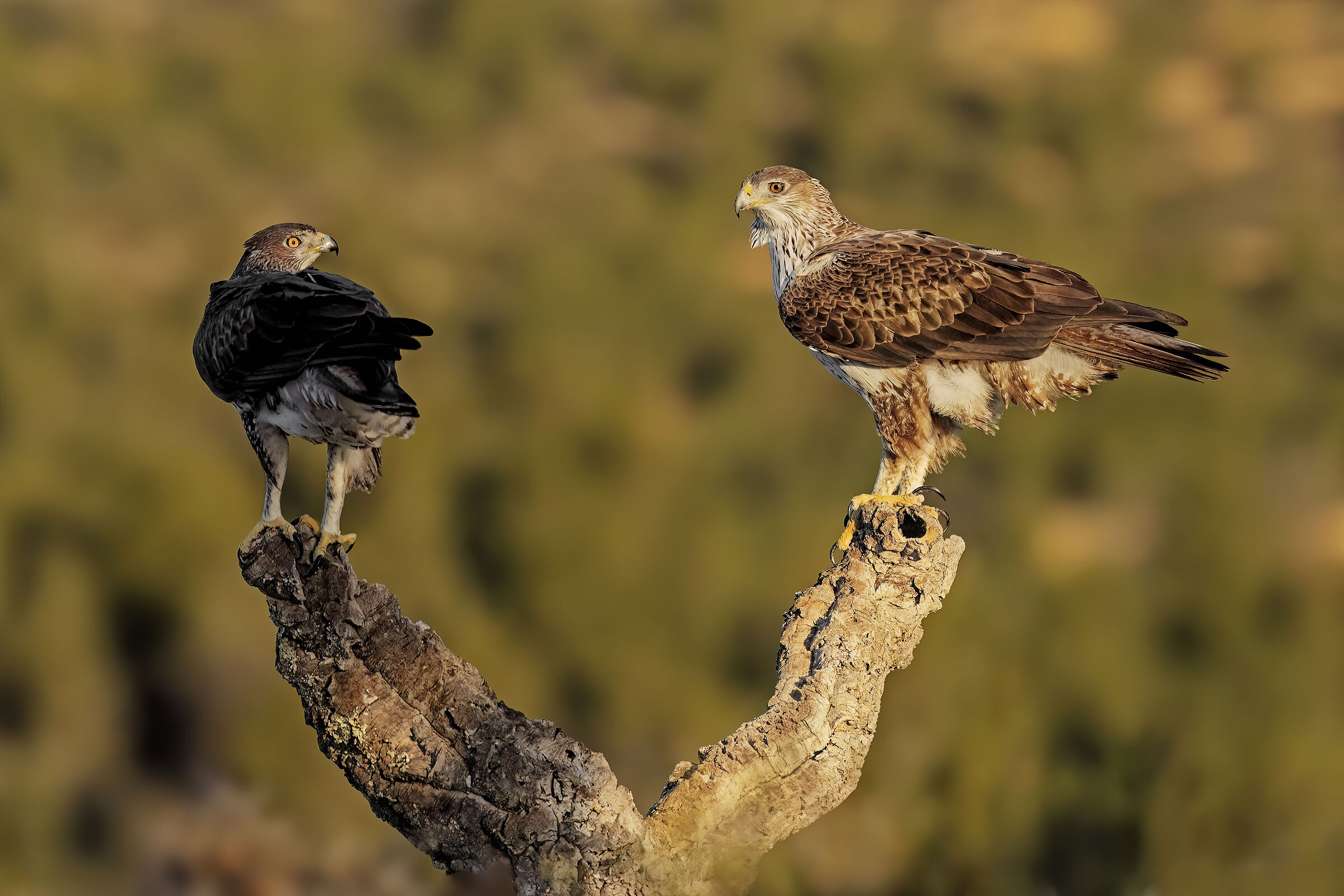 Coppia Aquila del Bonelli