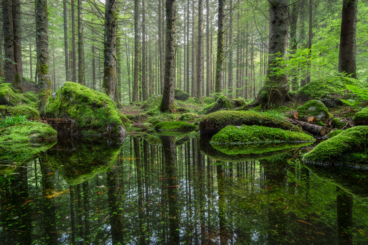 Forest of the "Bagni di Masino"