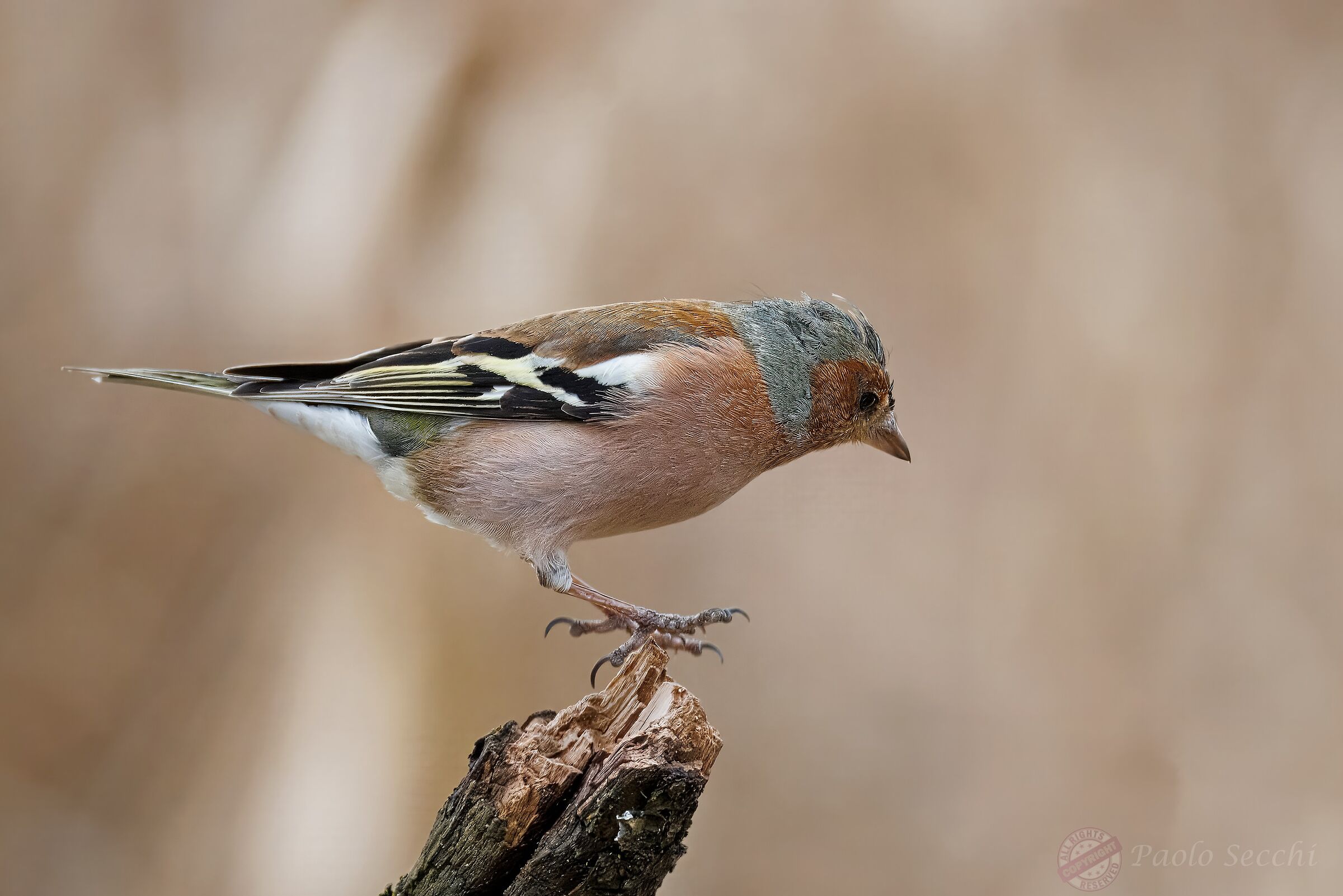 Arrival at the roost