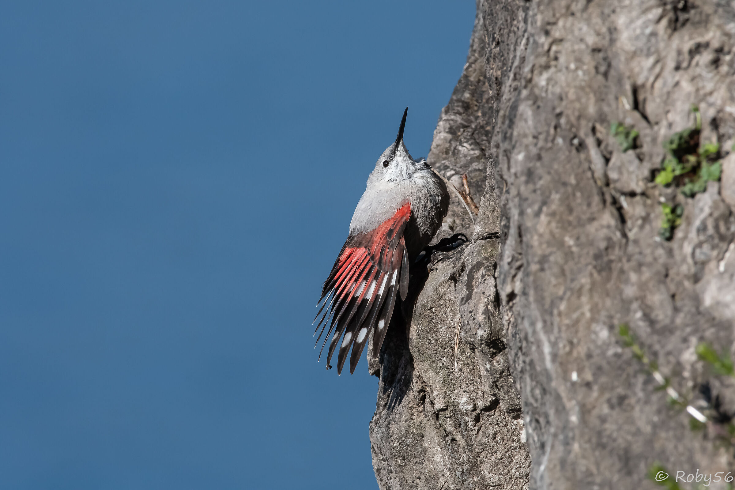 Wallcreeper..