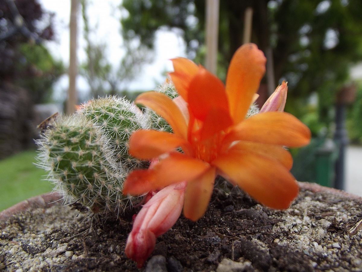 Cactus in bloom