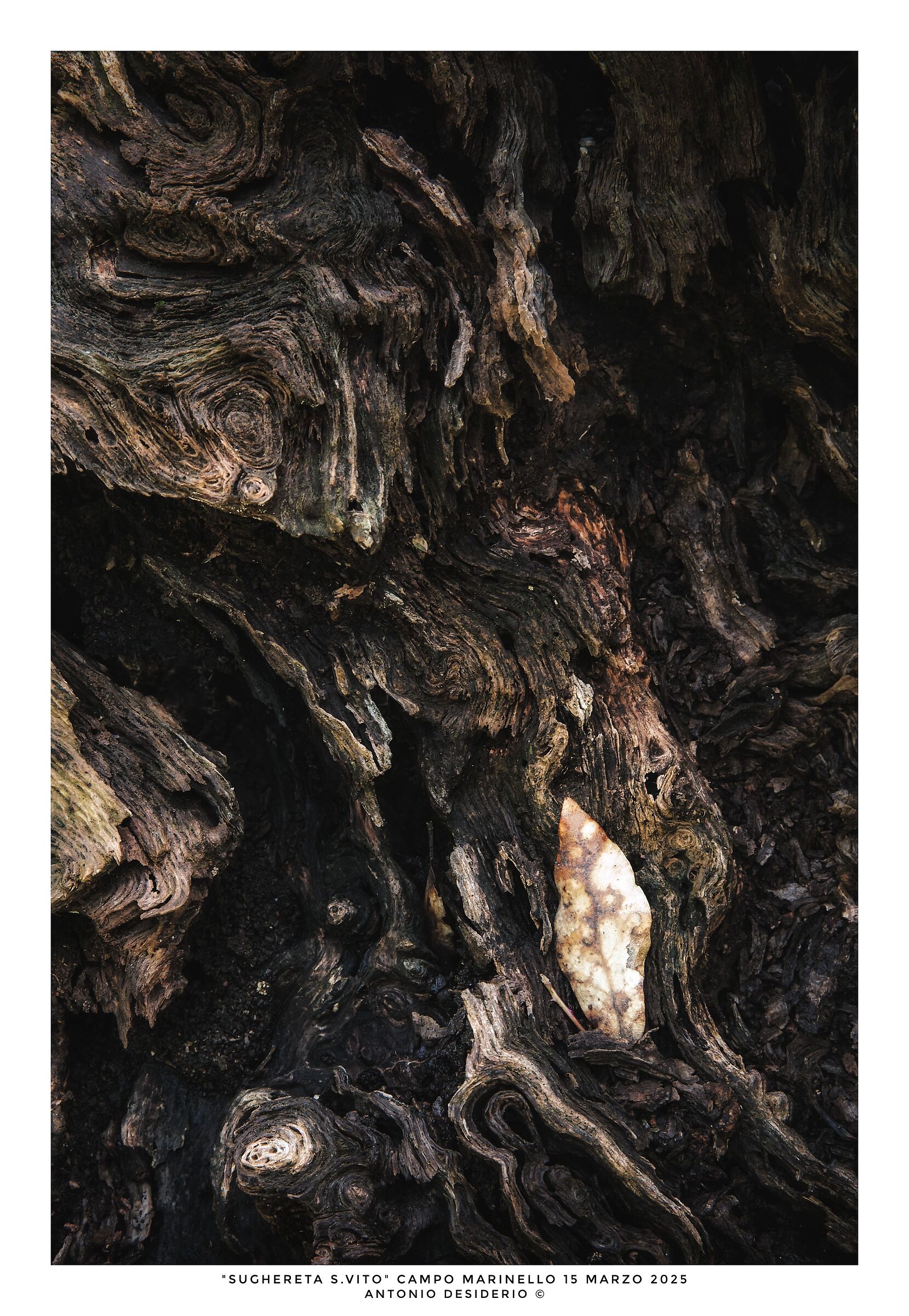 Le storie del bosco.