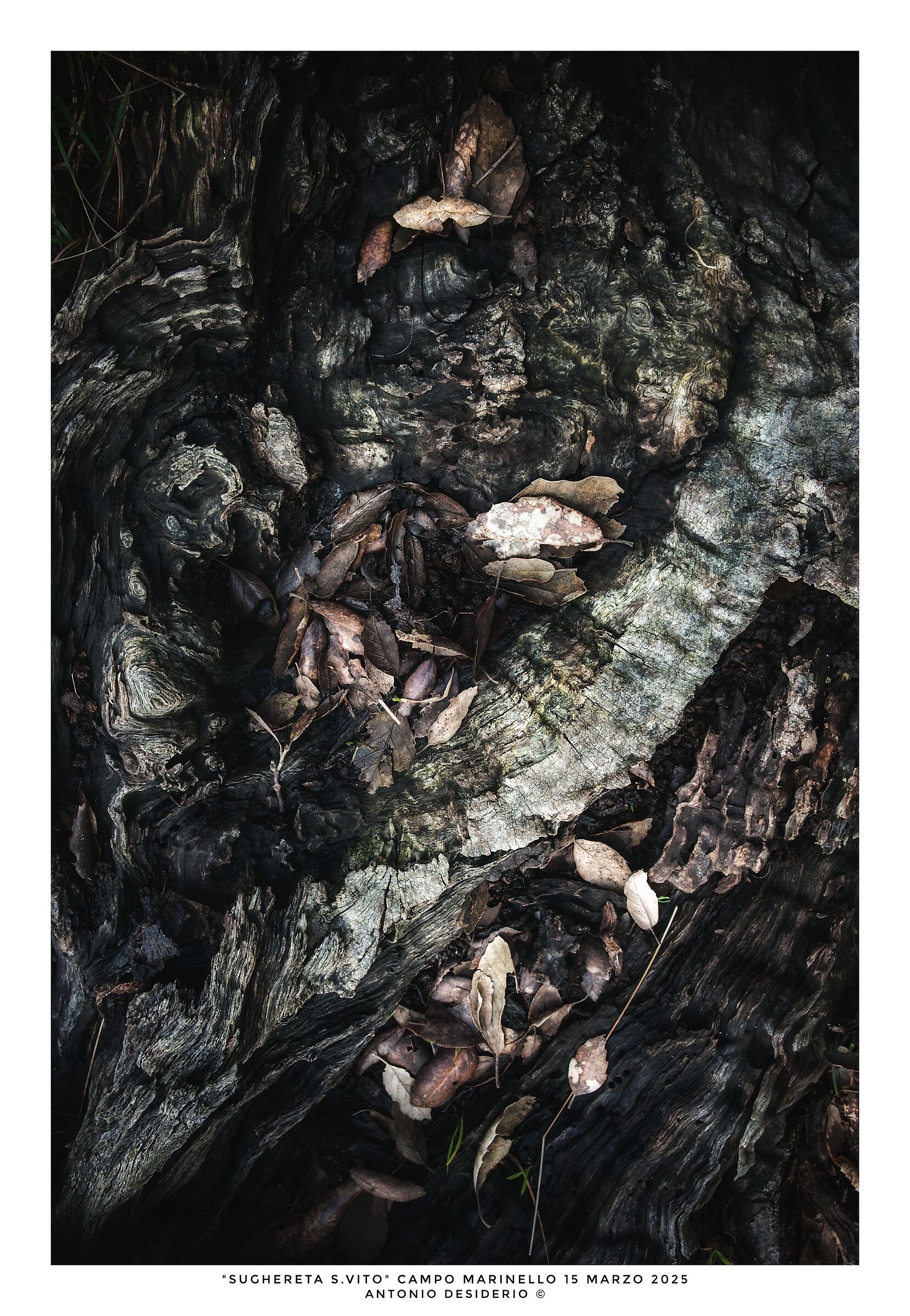 Le storie del bosco.