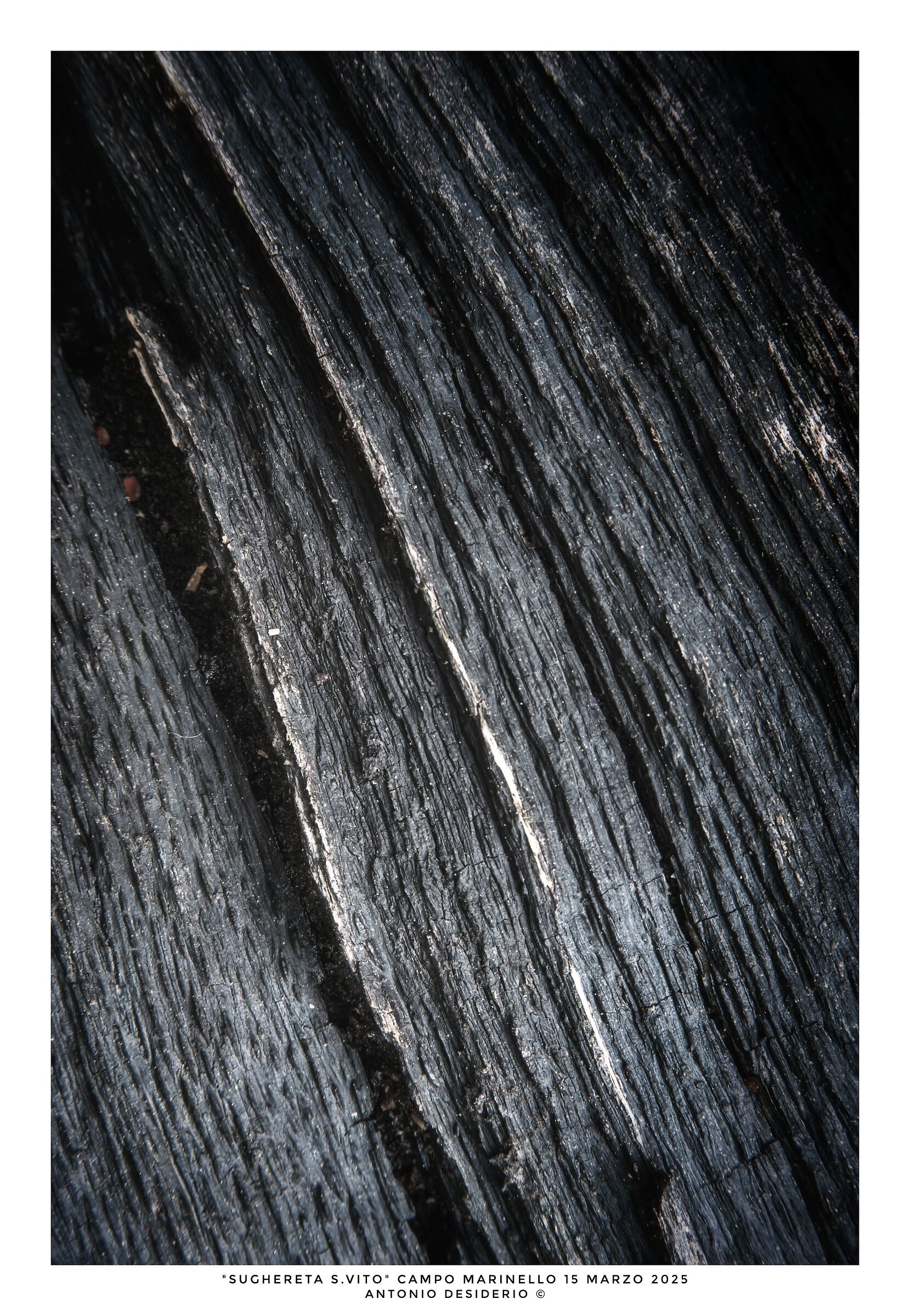 The stories of the forest.