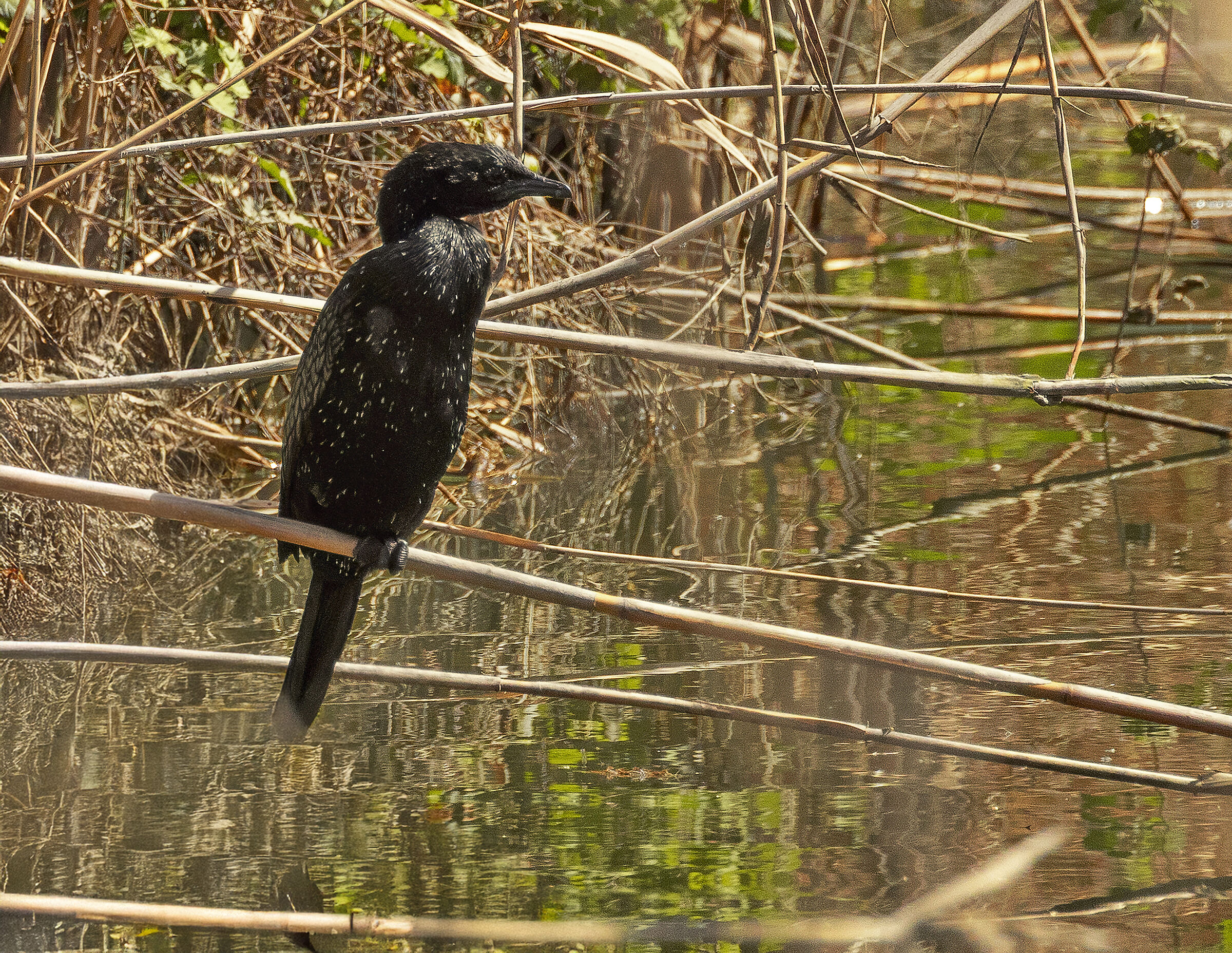 Pygm cormorant2