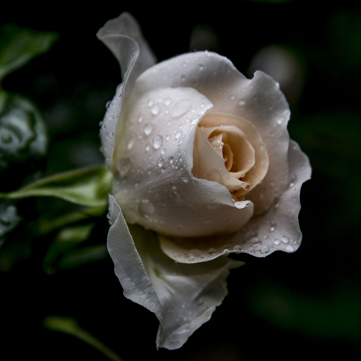 Dopo il temporale #2