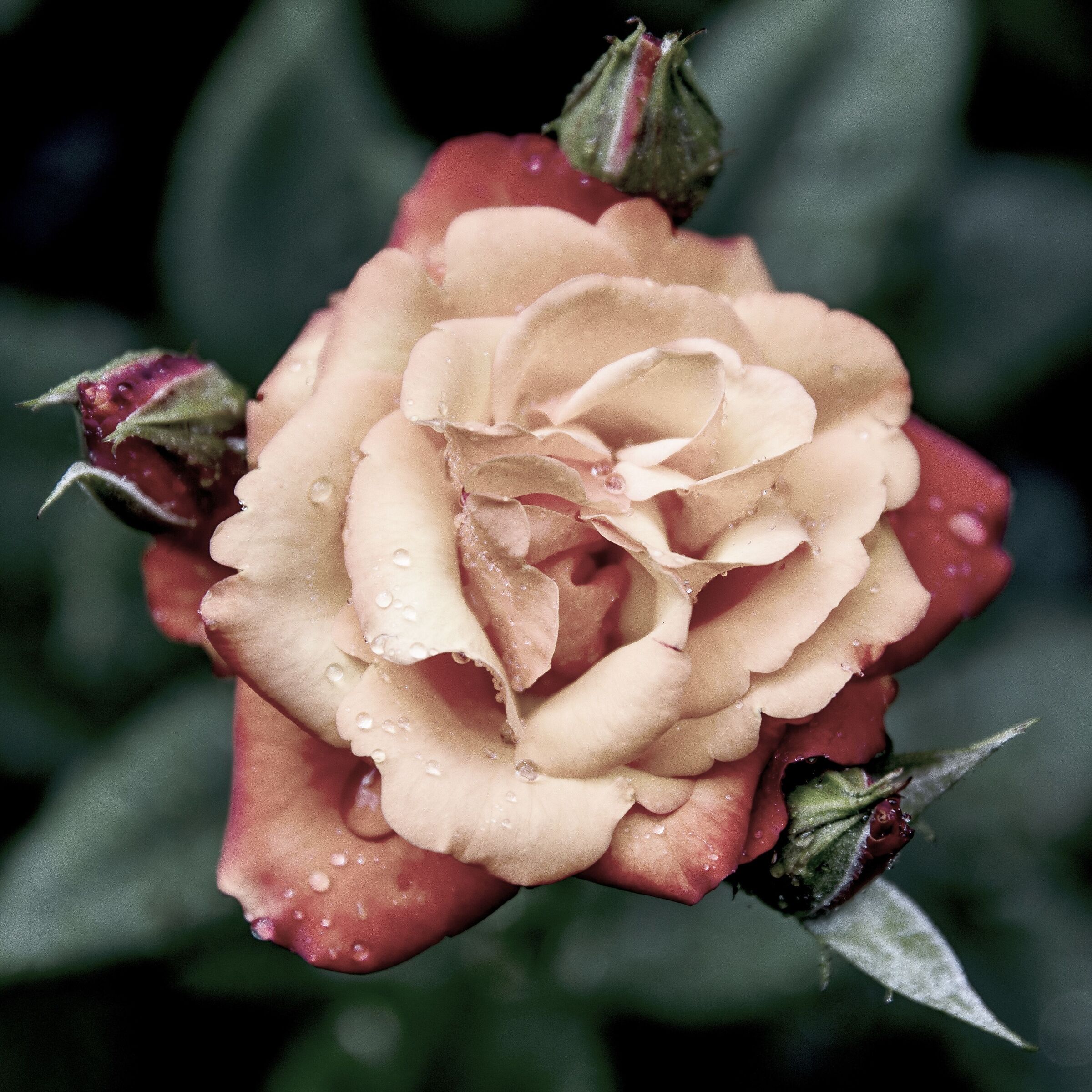 Dopo il temporale #3