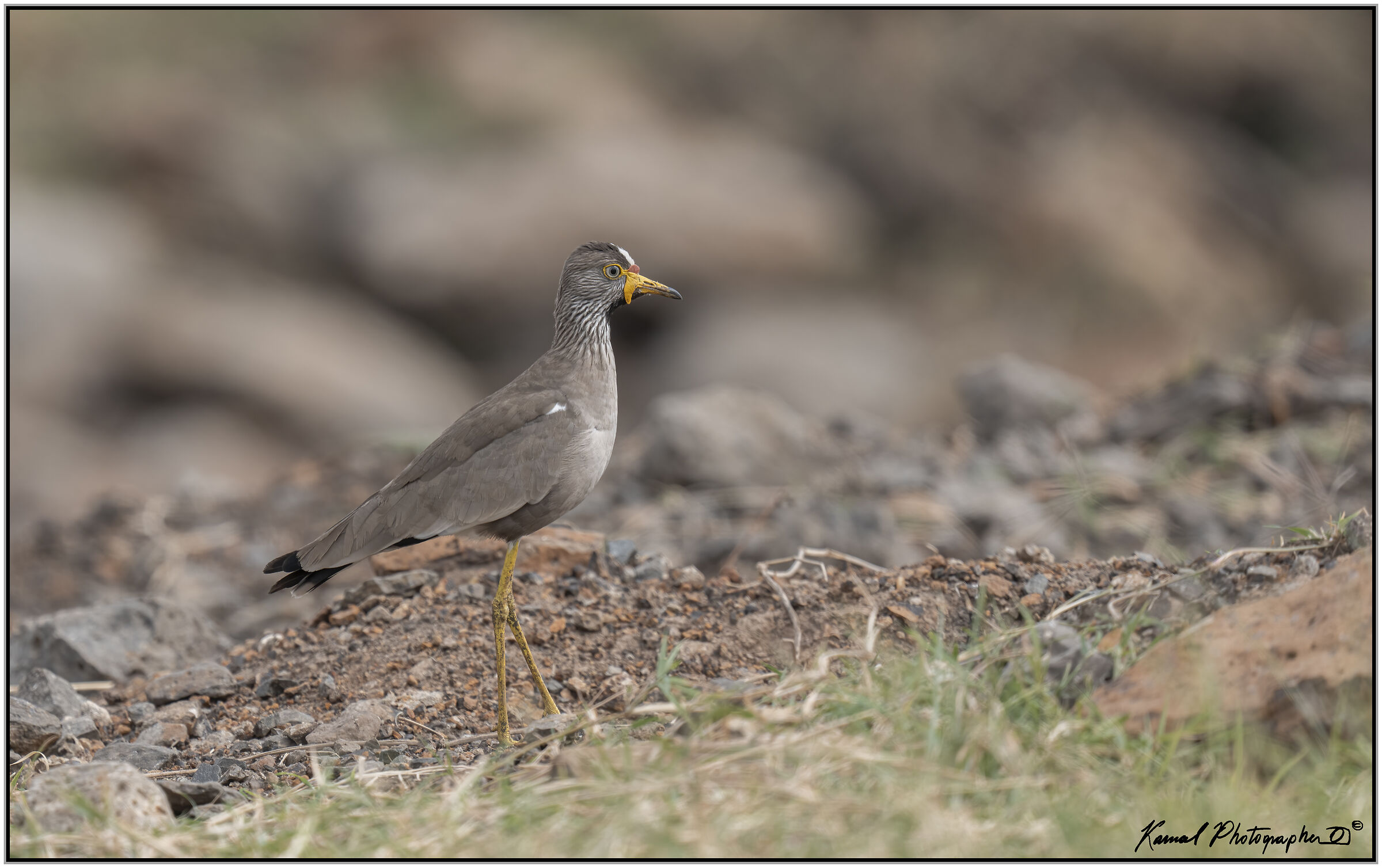 African wattled lapwing(Vanellus senegallus)