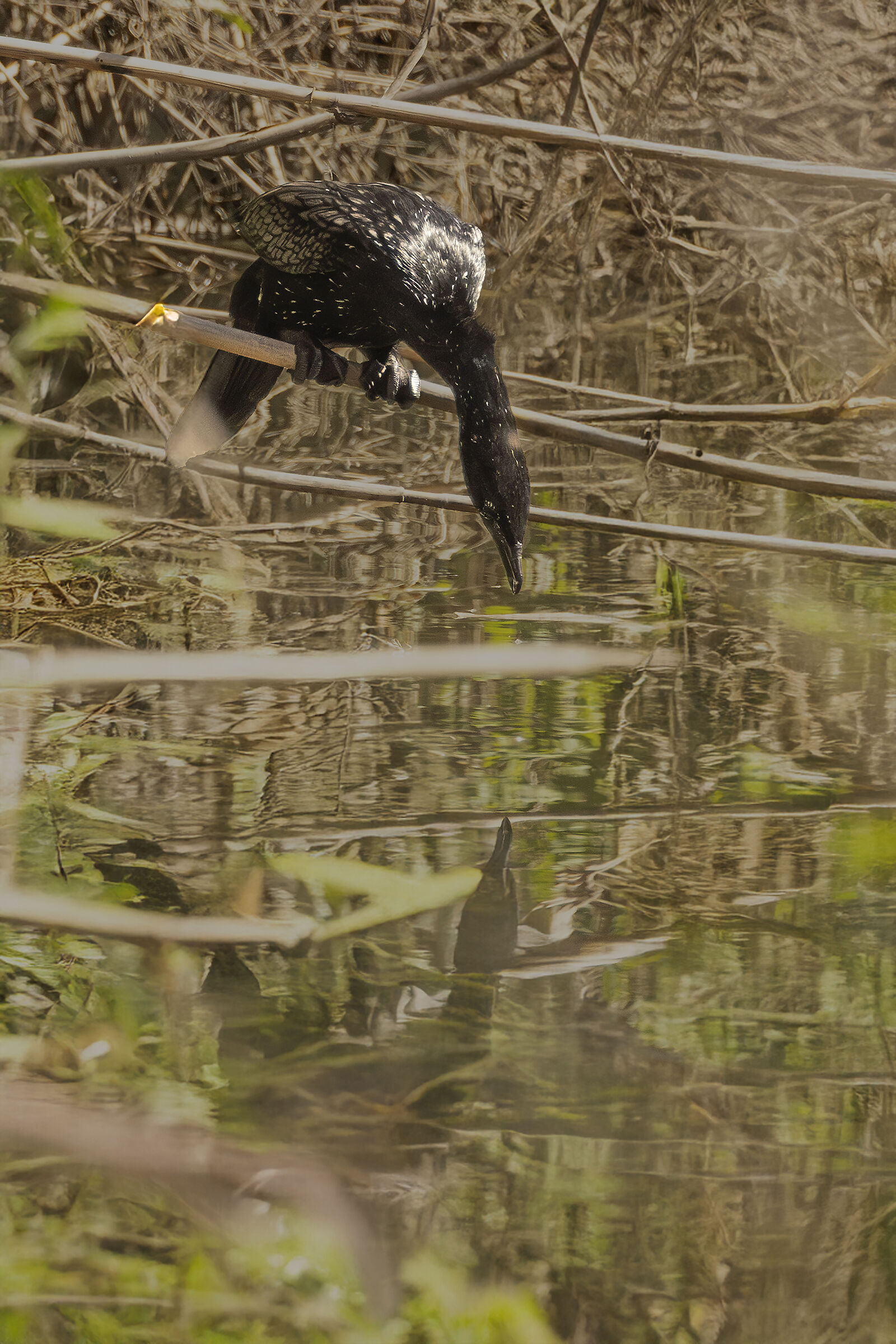pygmy cormorant diving