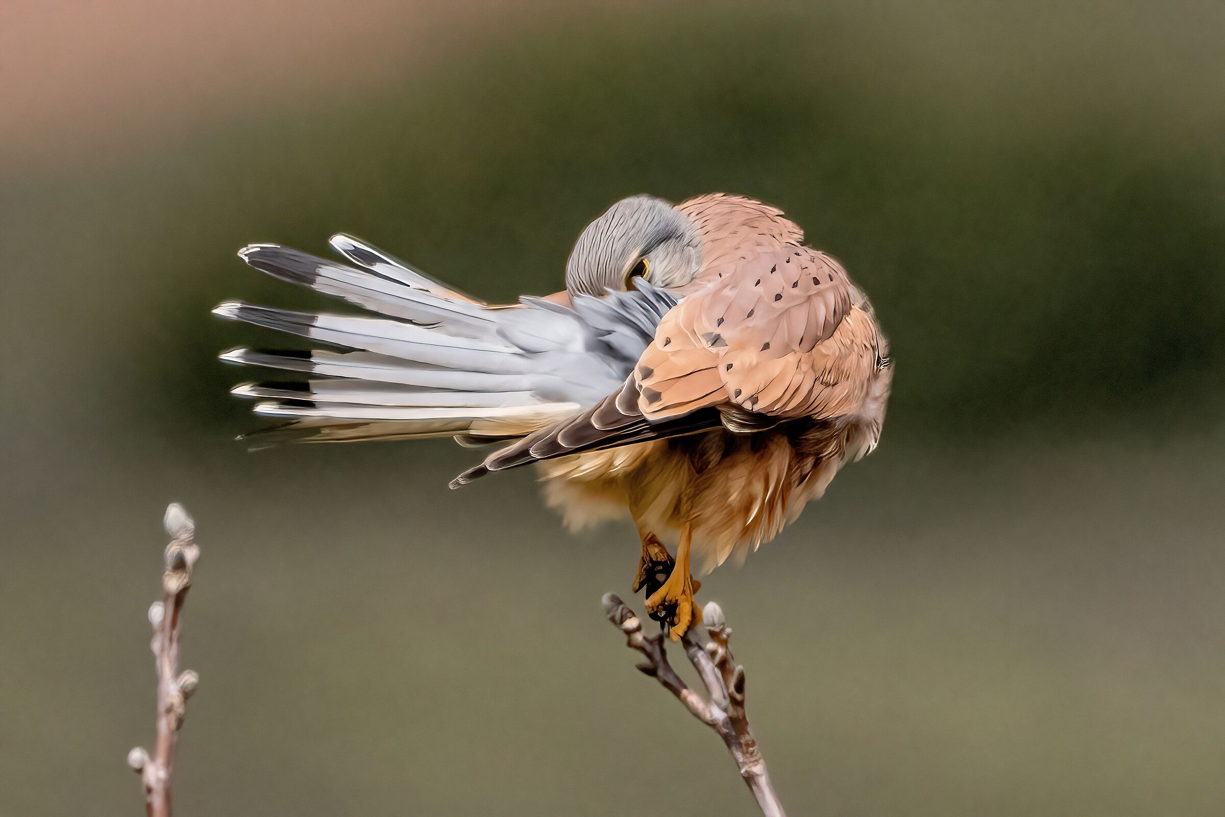 Gheppio (Falco tinnunculus)