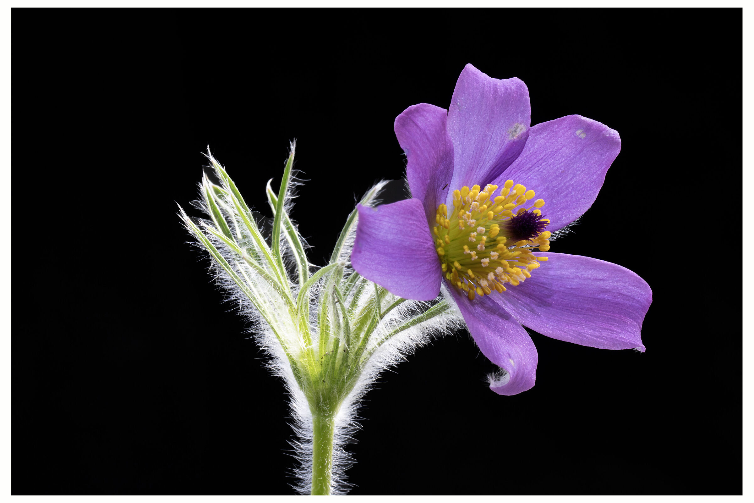 Pulsatilla 2