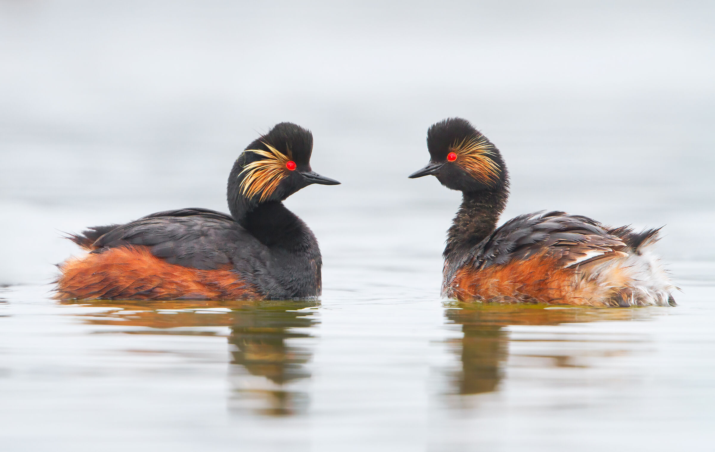 Black-necked grebe