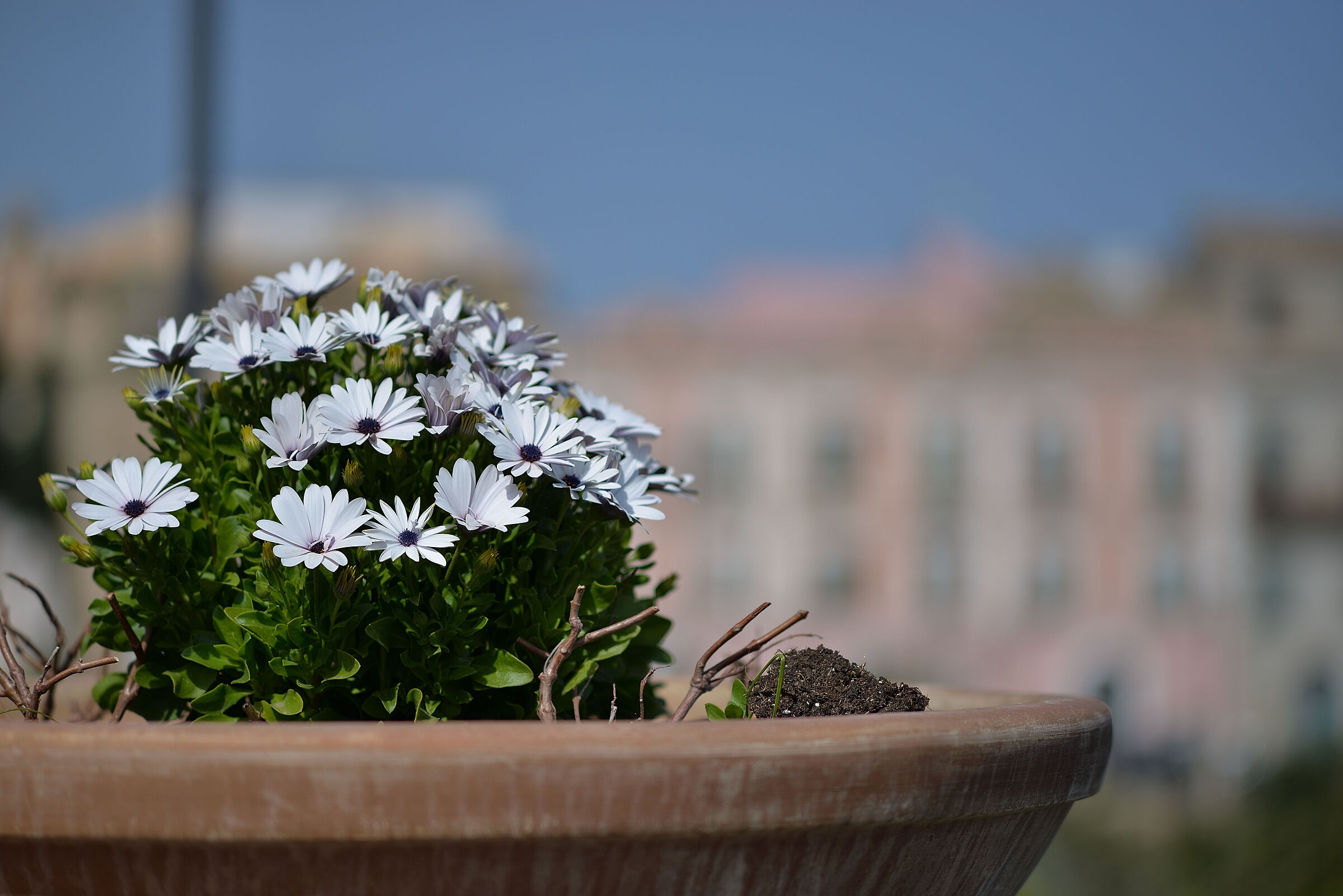 Try Nikon AI-s 105 f2.5