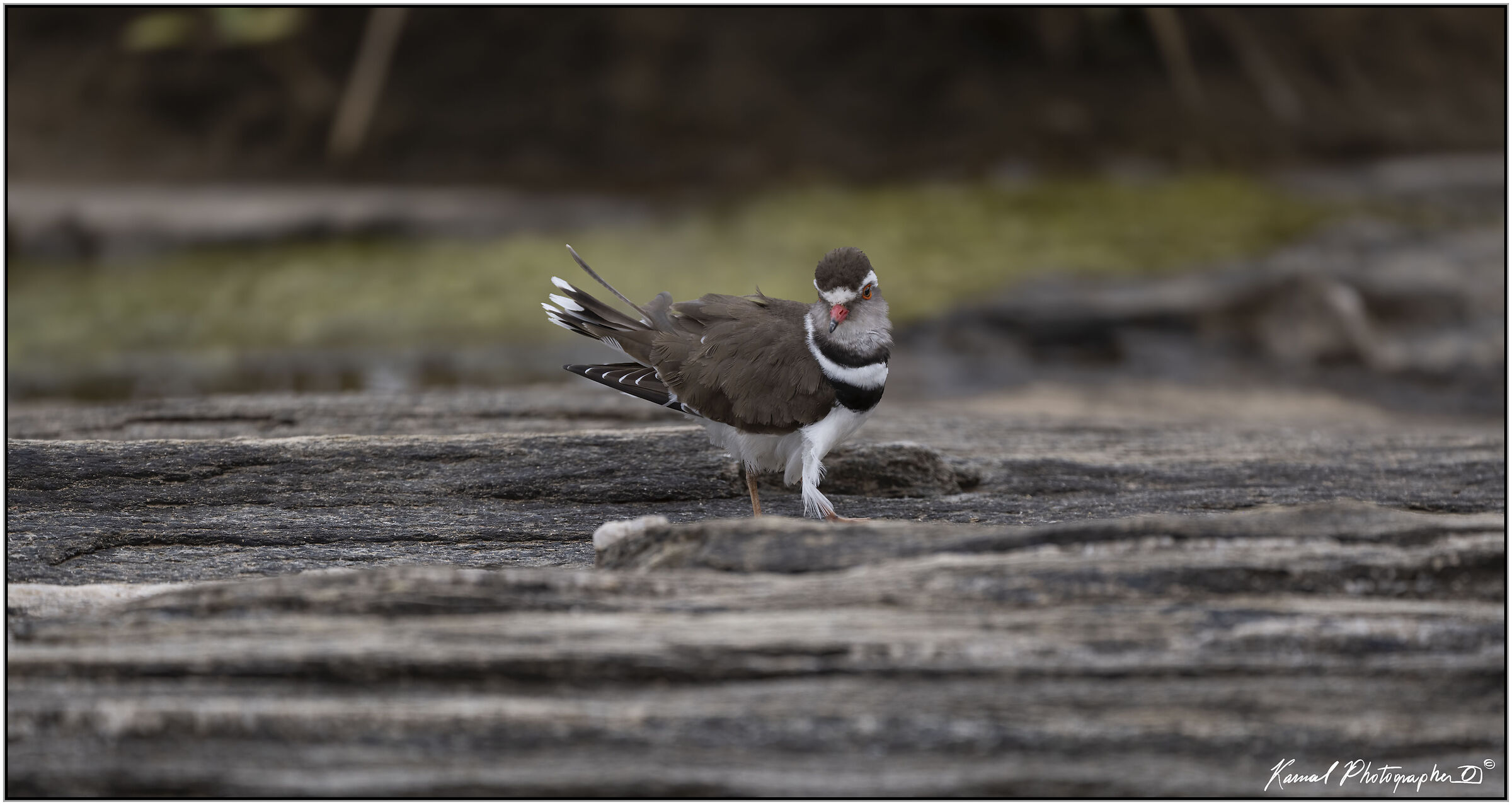 Three-collared Ringed Plover (Charadrius tricollaris)