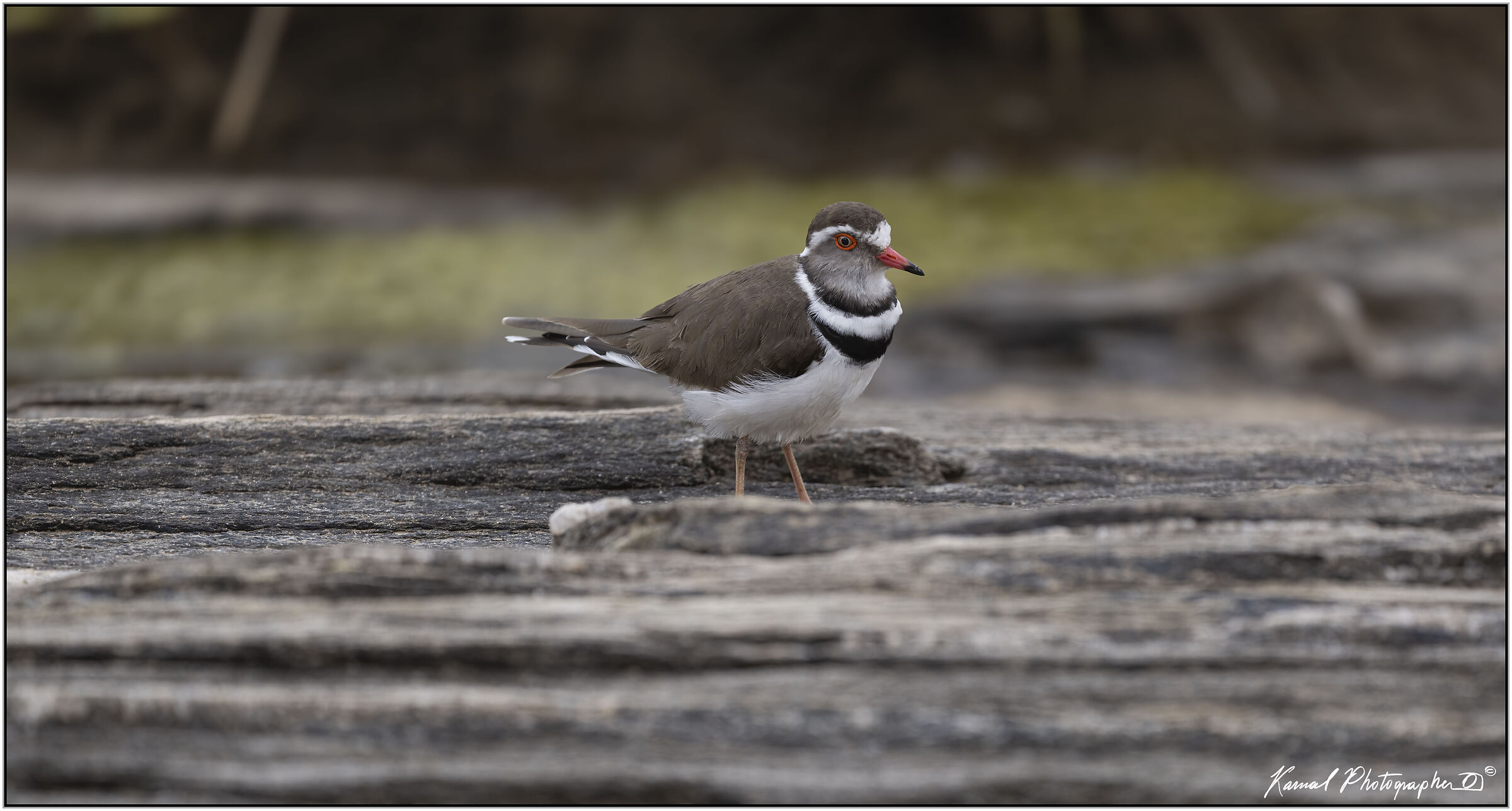 Three-collared Ringed Plover (Charadrius tricollaris)