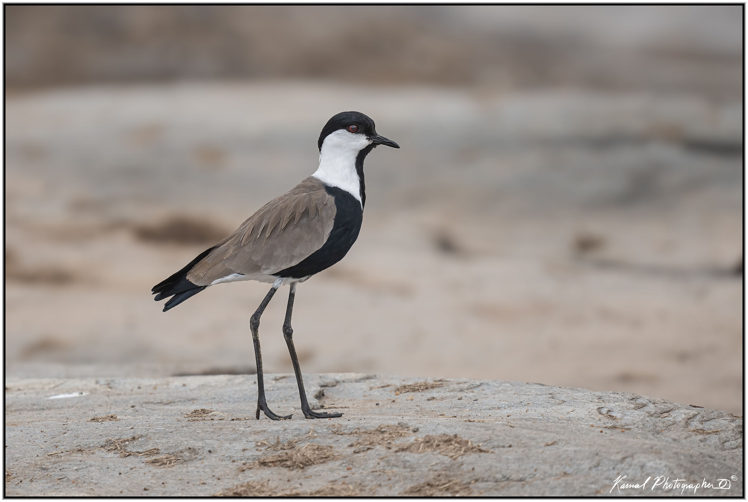 (Spiny lapwing)(Vanellus spinosus)