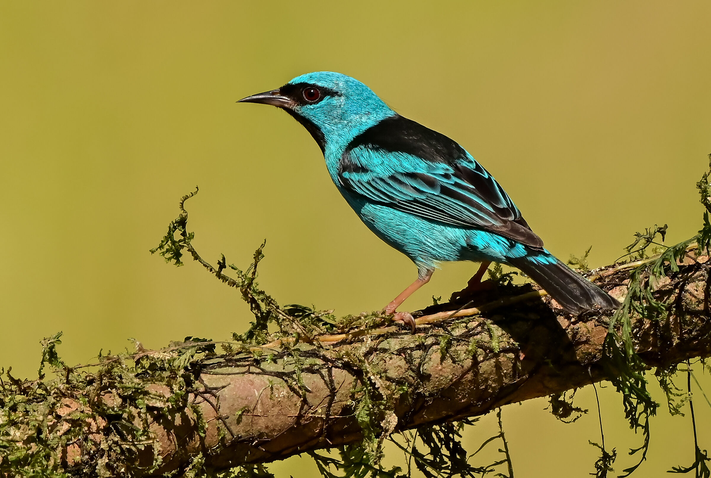 Blue Dacnis