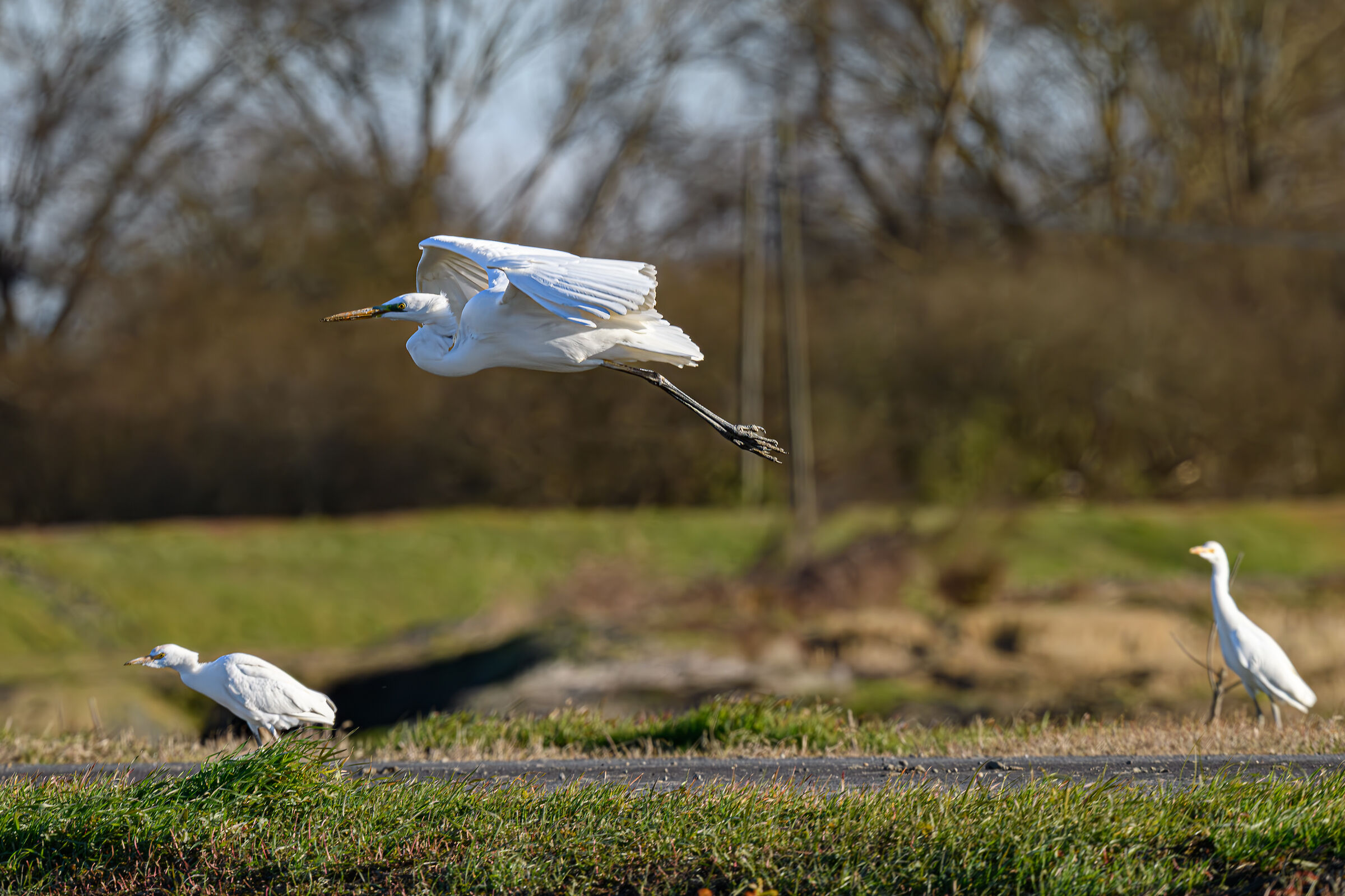Great Egret