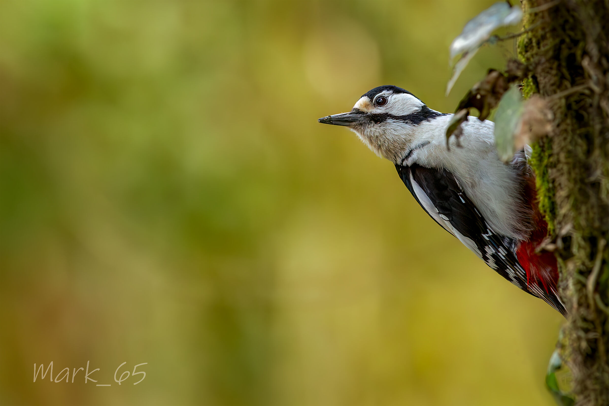picchio rosso maggiore