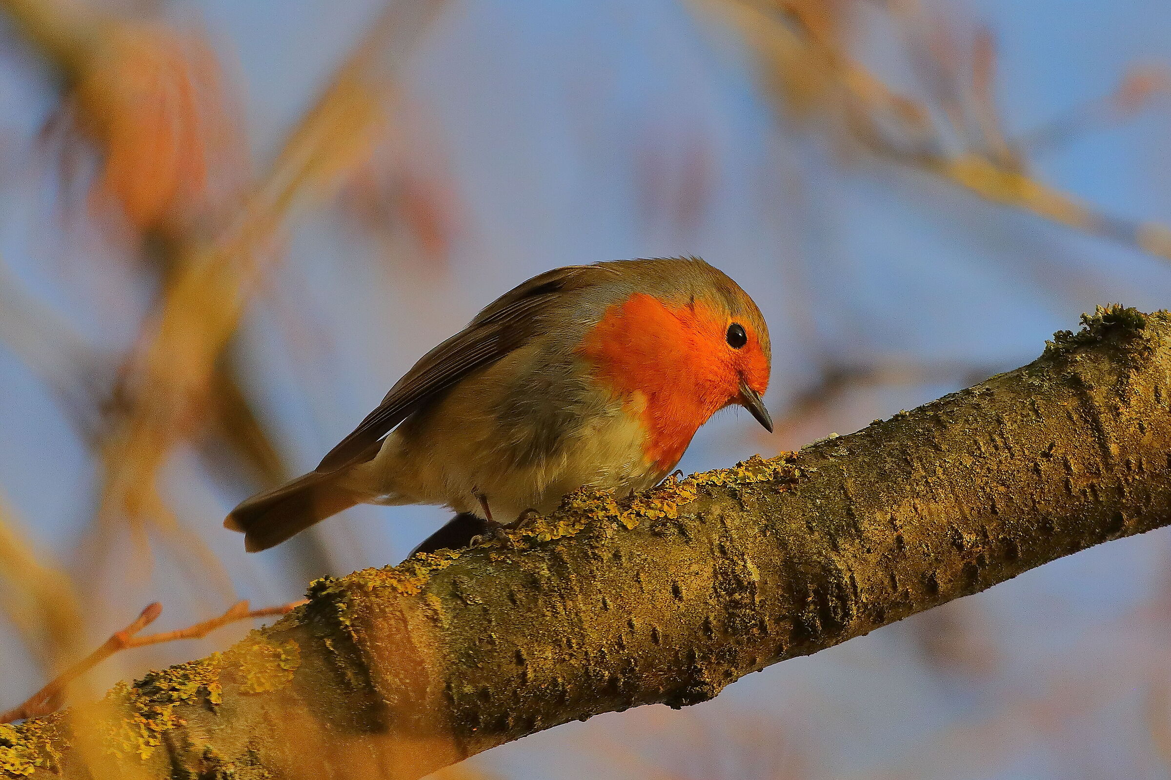 Pettirosso 17 dicembre 2024 - 0098