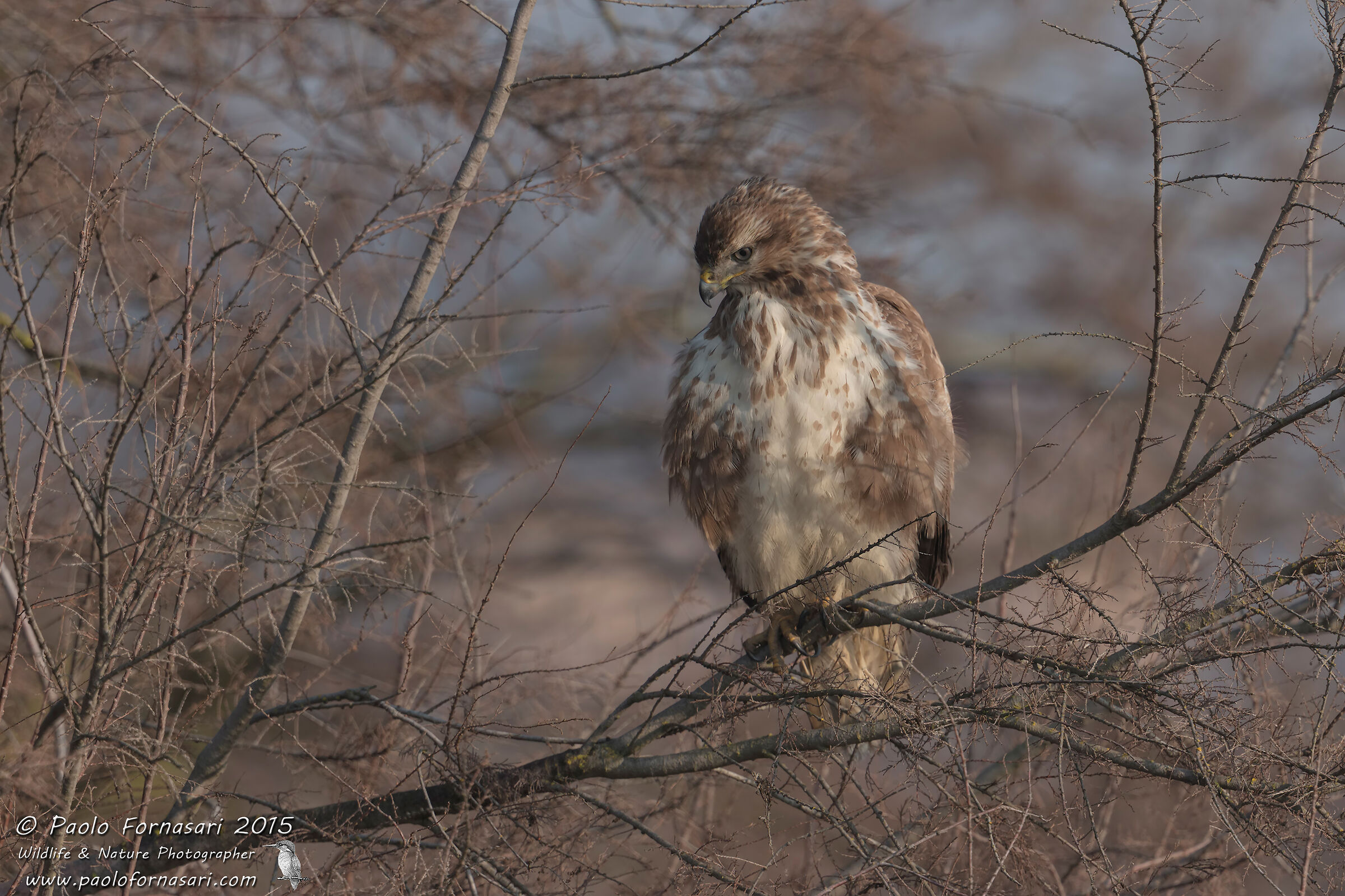 Buzzard (light morphism)