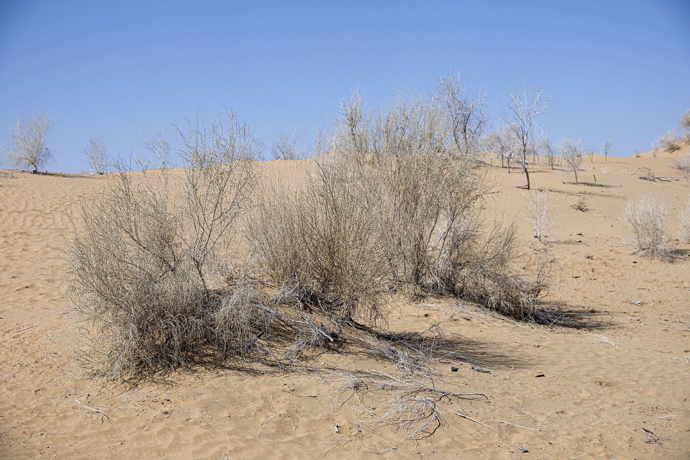 Uzbekistan 2025 - Il deserto rosso (6)