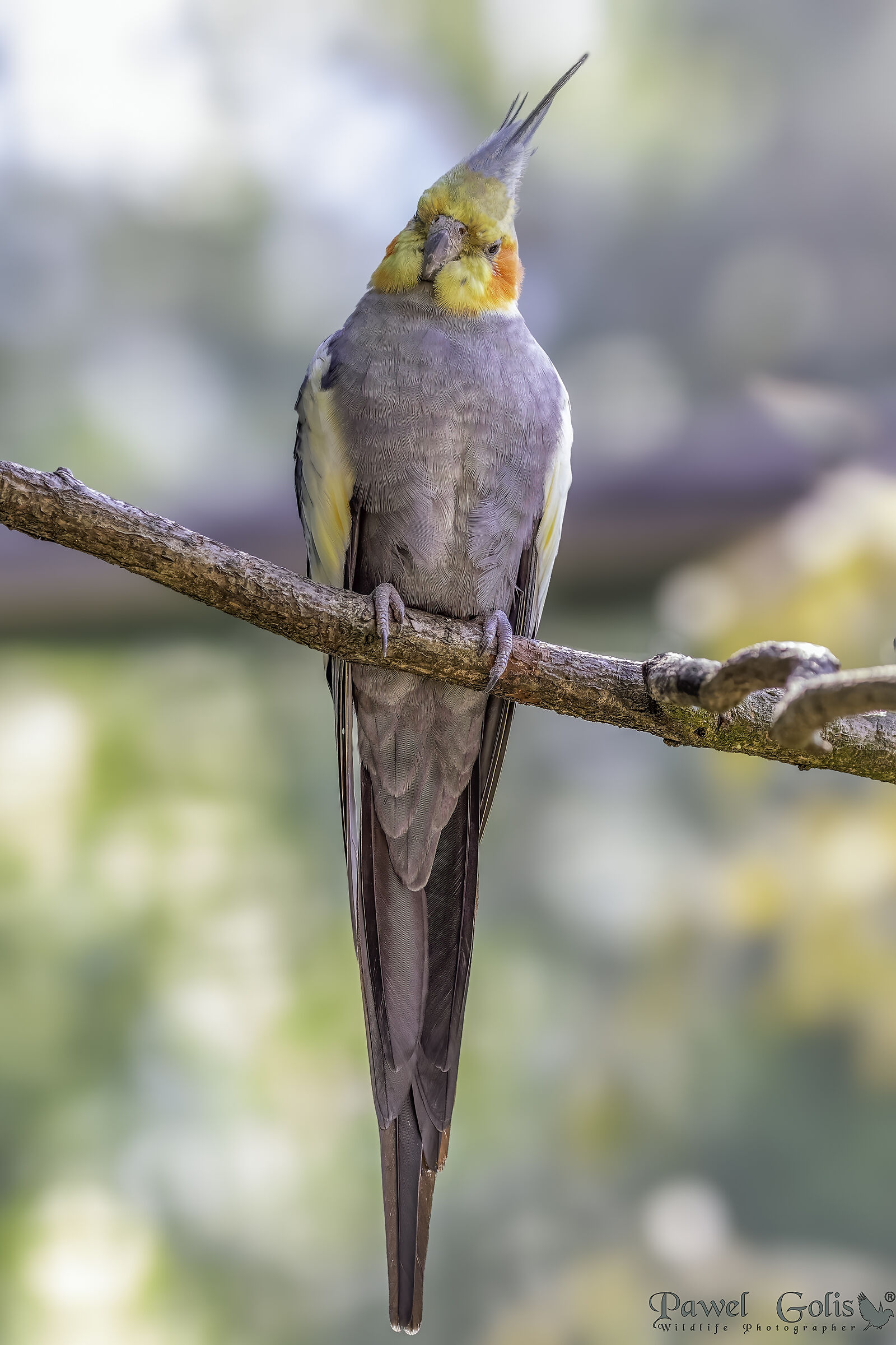 The cockatiel (Nymphicus hollandicus)