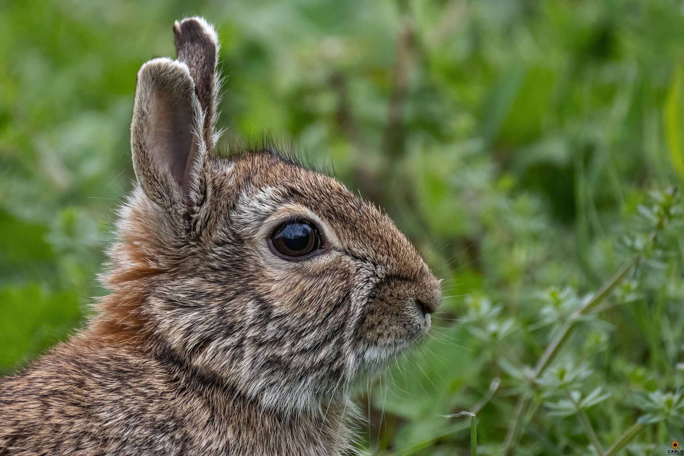 leprotto incuriosito
