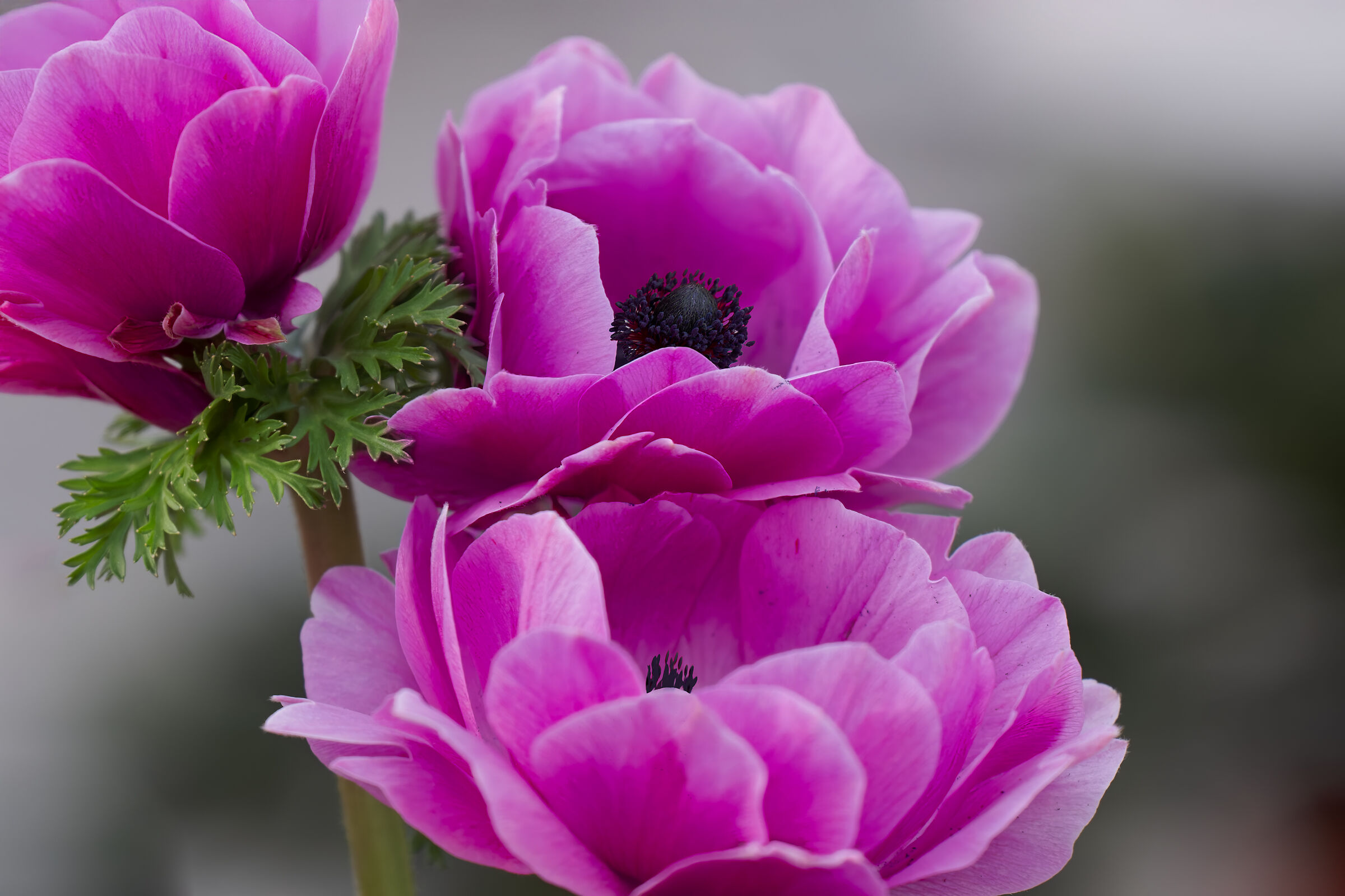 Anemone coronaria
