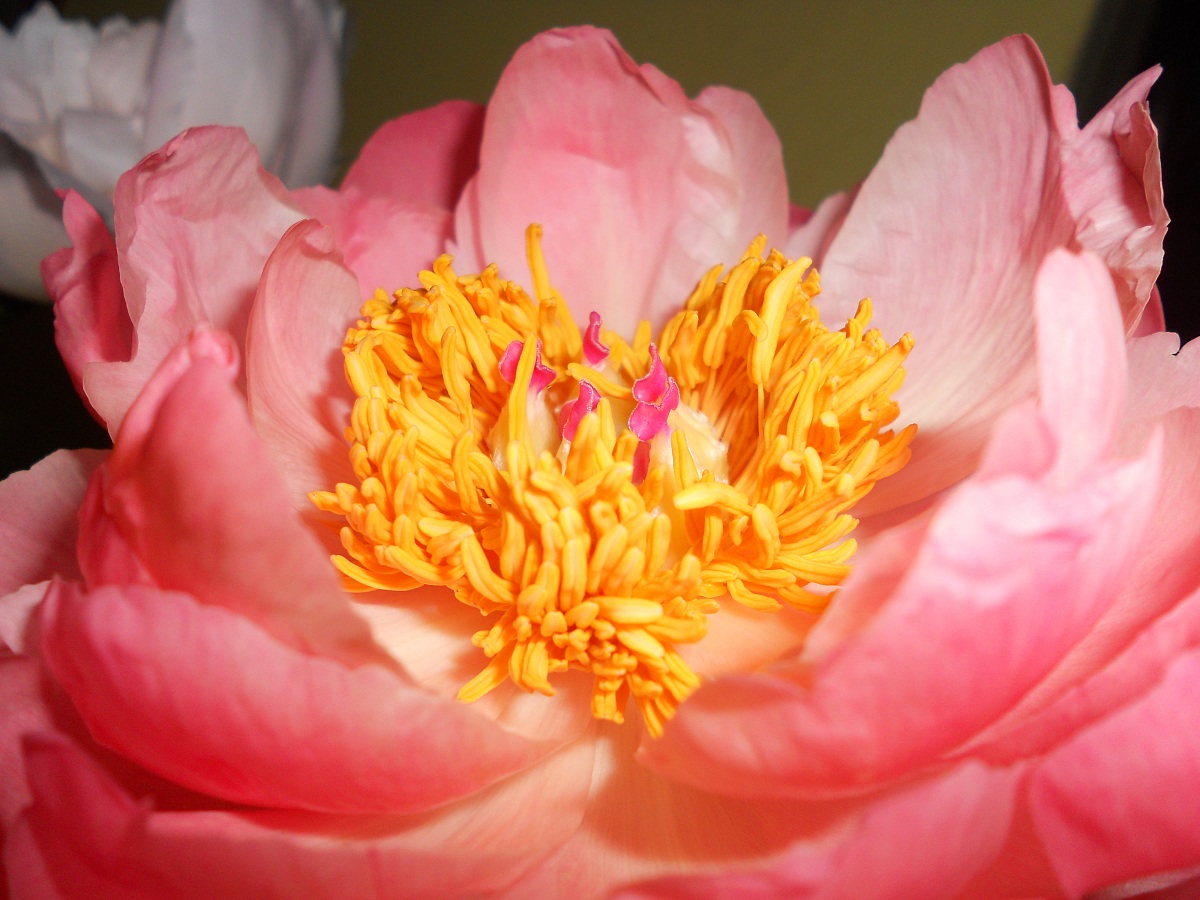 Paeonia