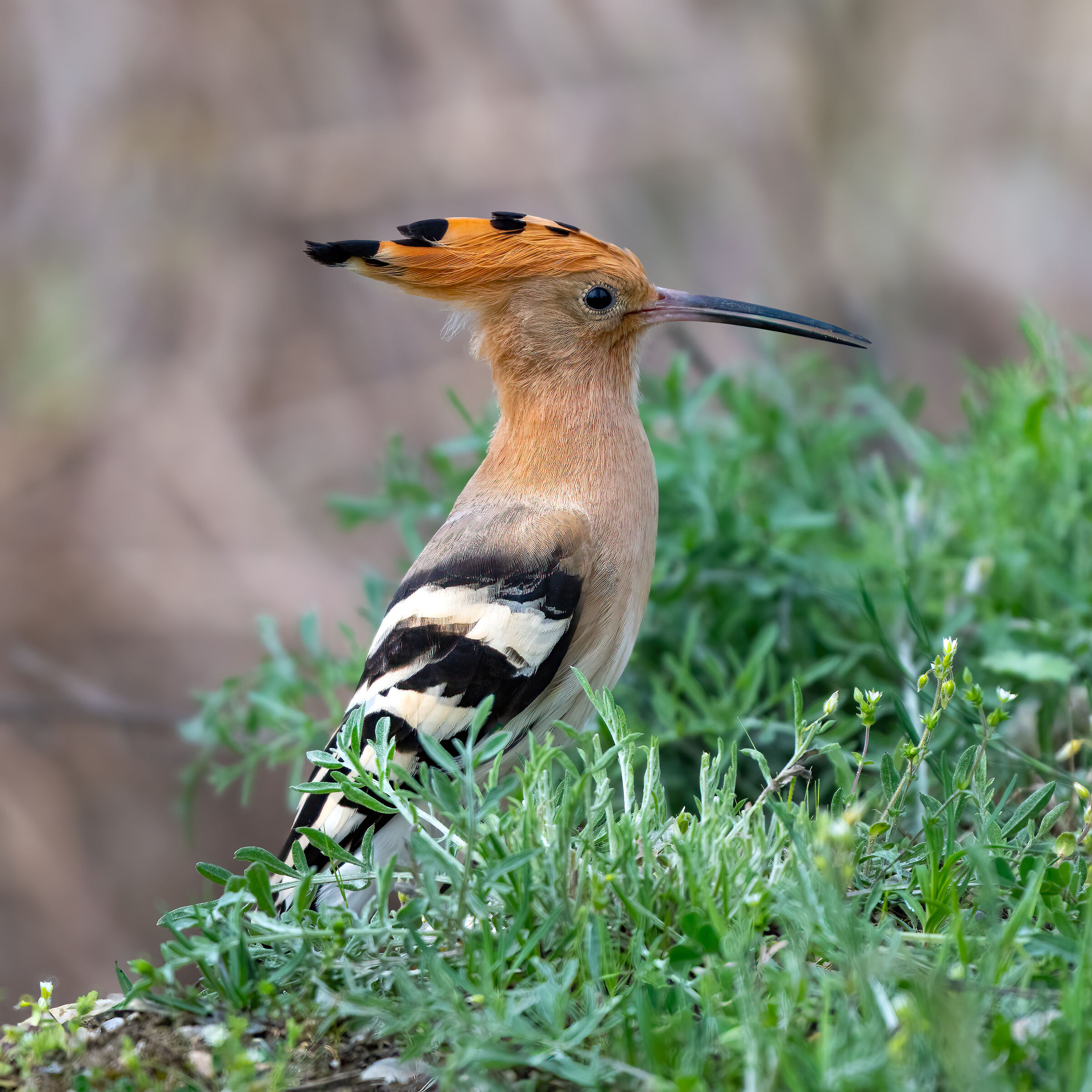 Hoopoe