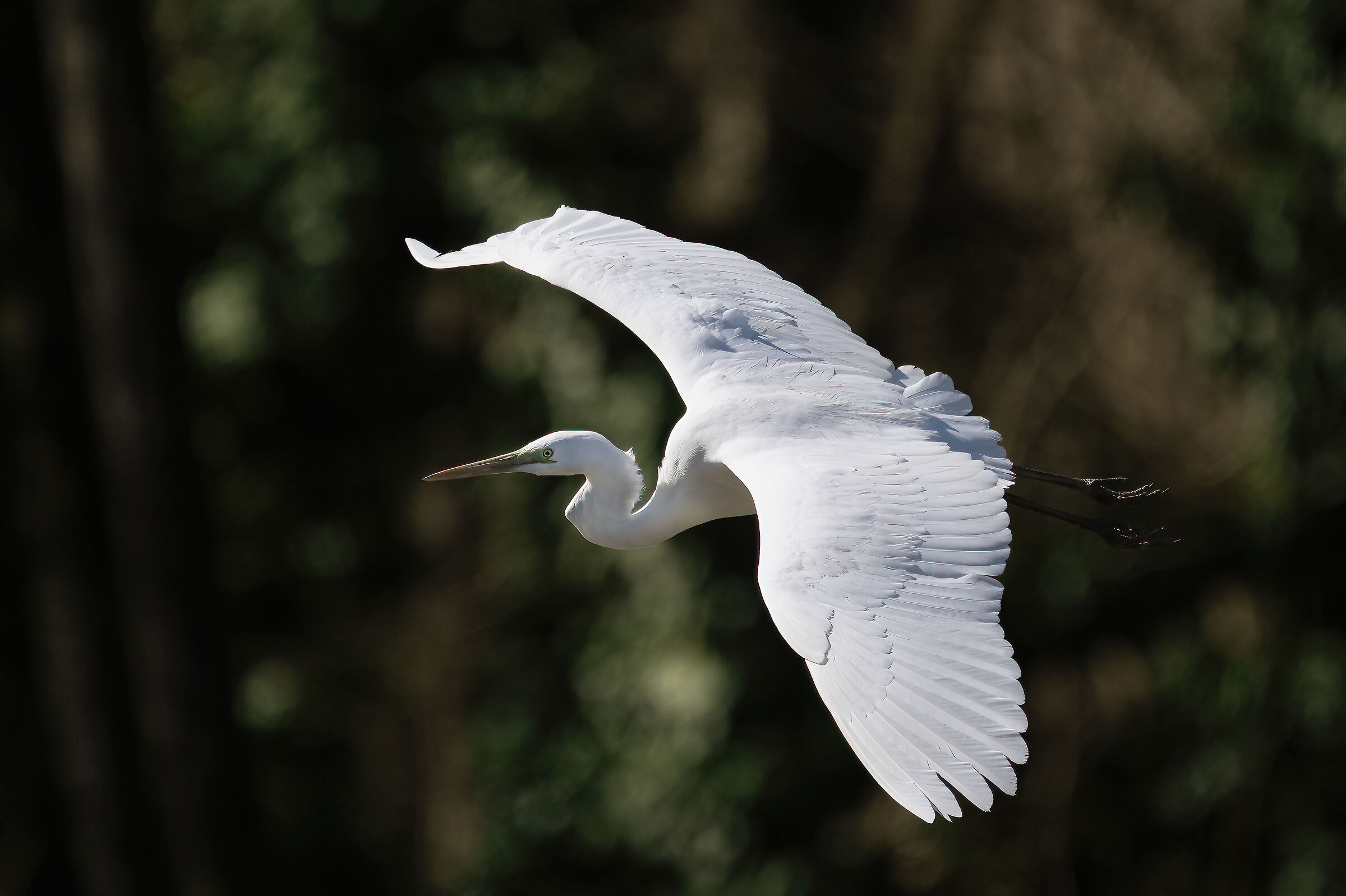 Great White Heron