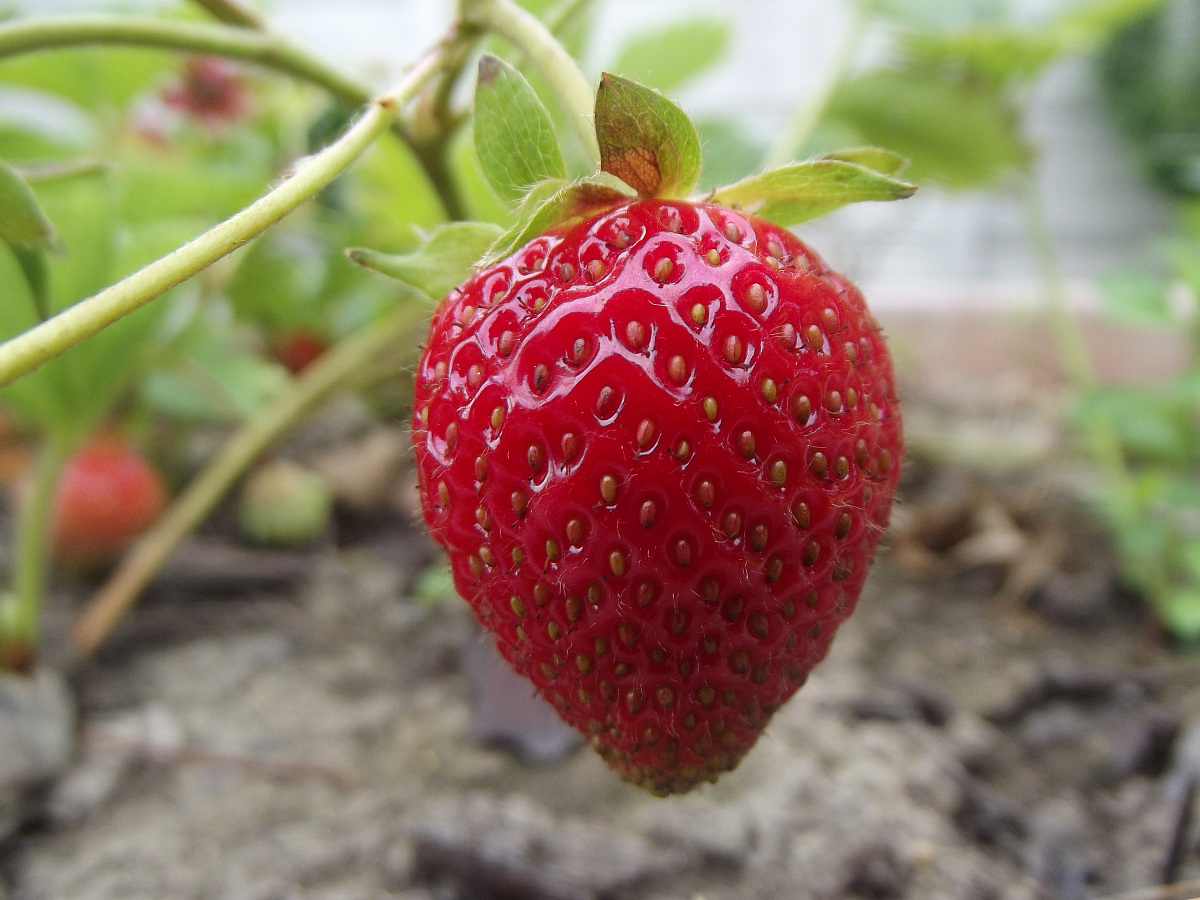 Stawberry