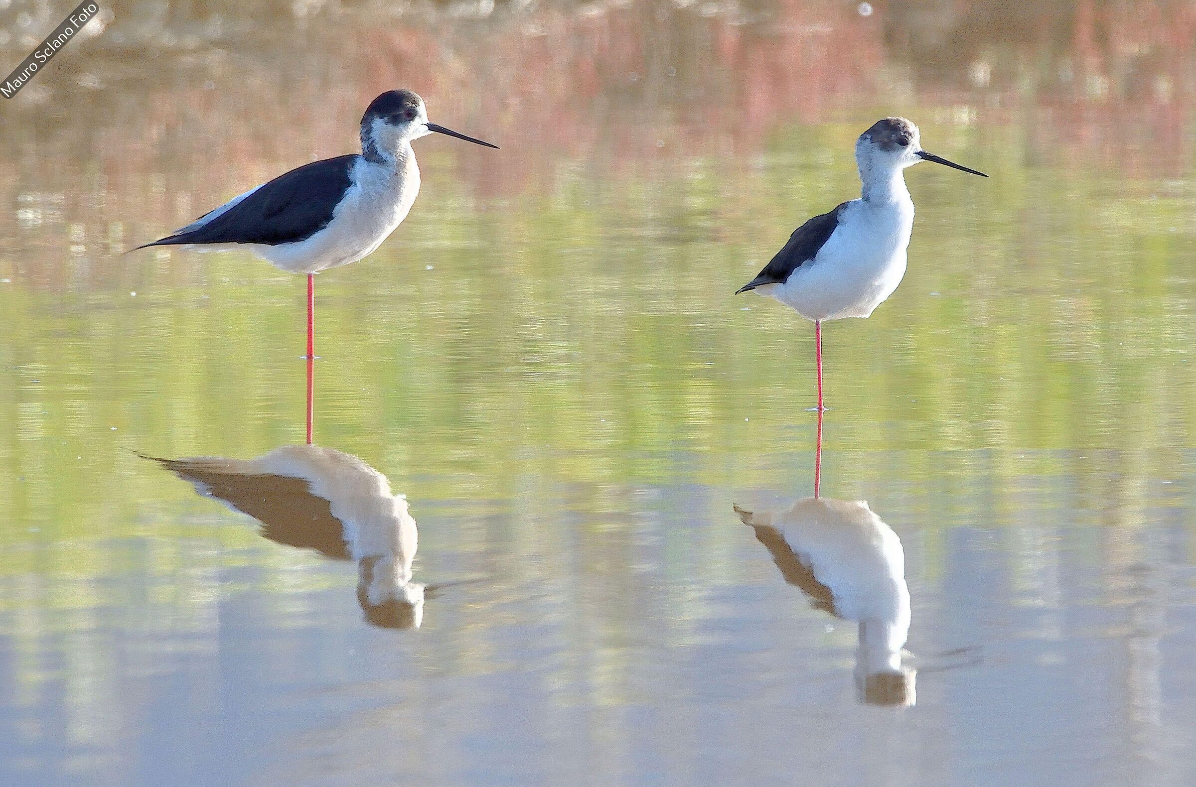 Black-winged Stilts