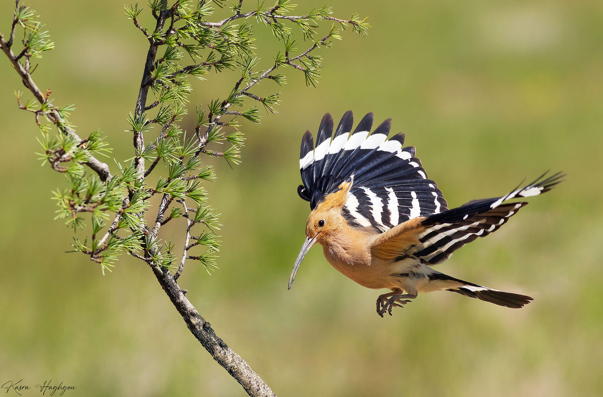 Eurasian hoopoe