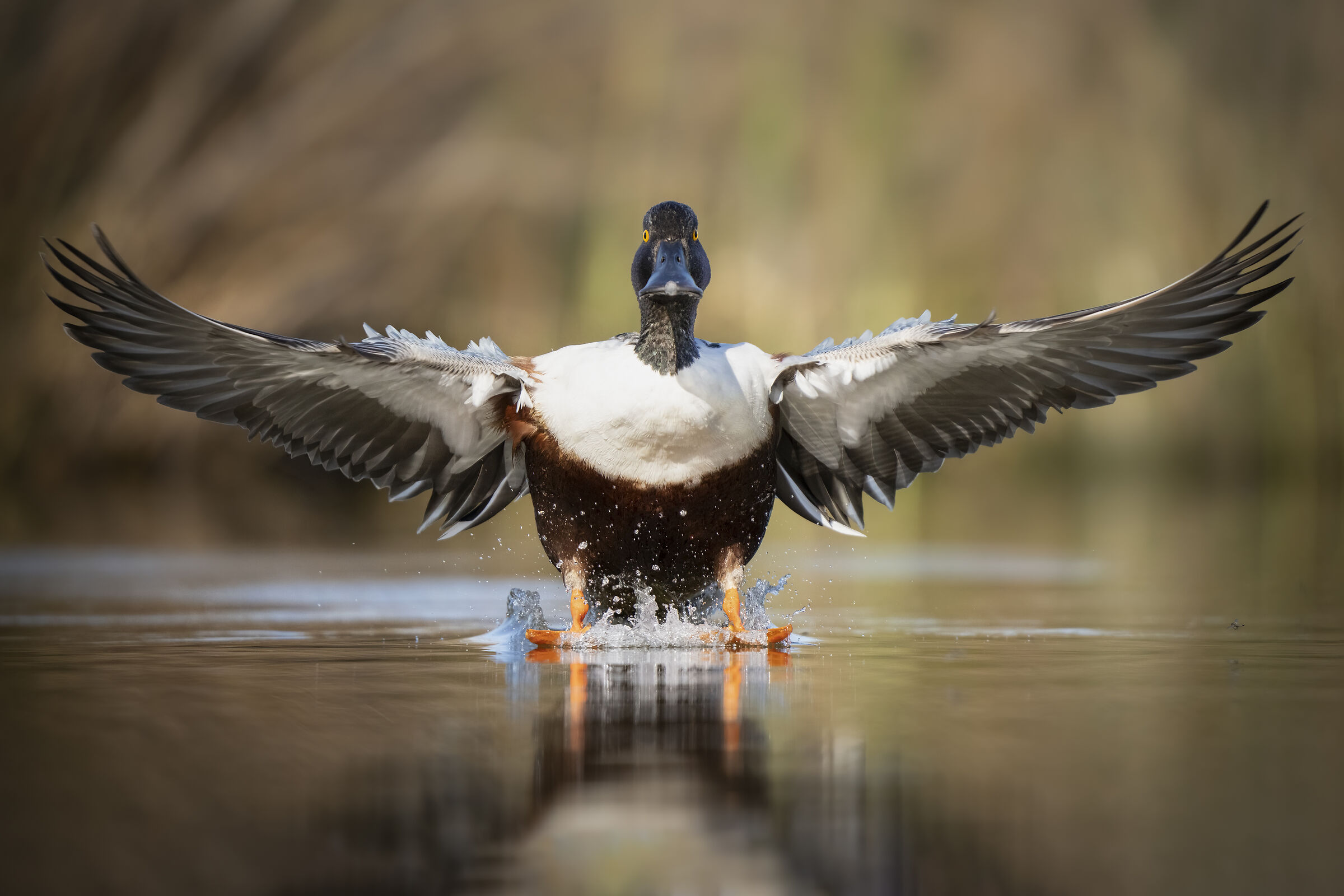 Shoveler (Spatula clypeata)