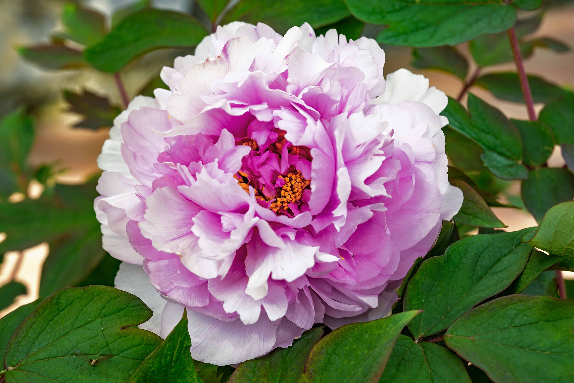 Peonia Km0