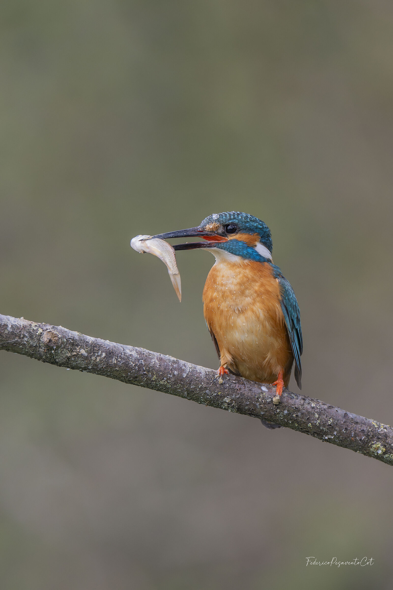Martin pescatore con preda