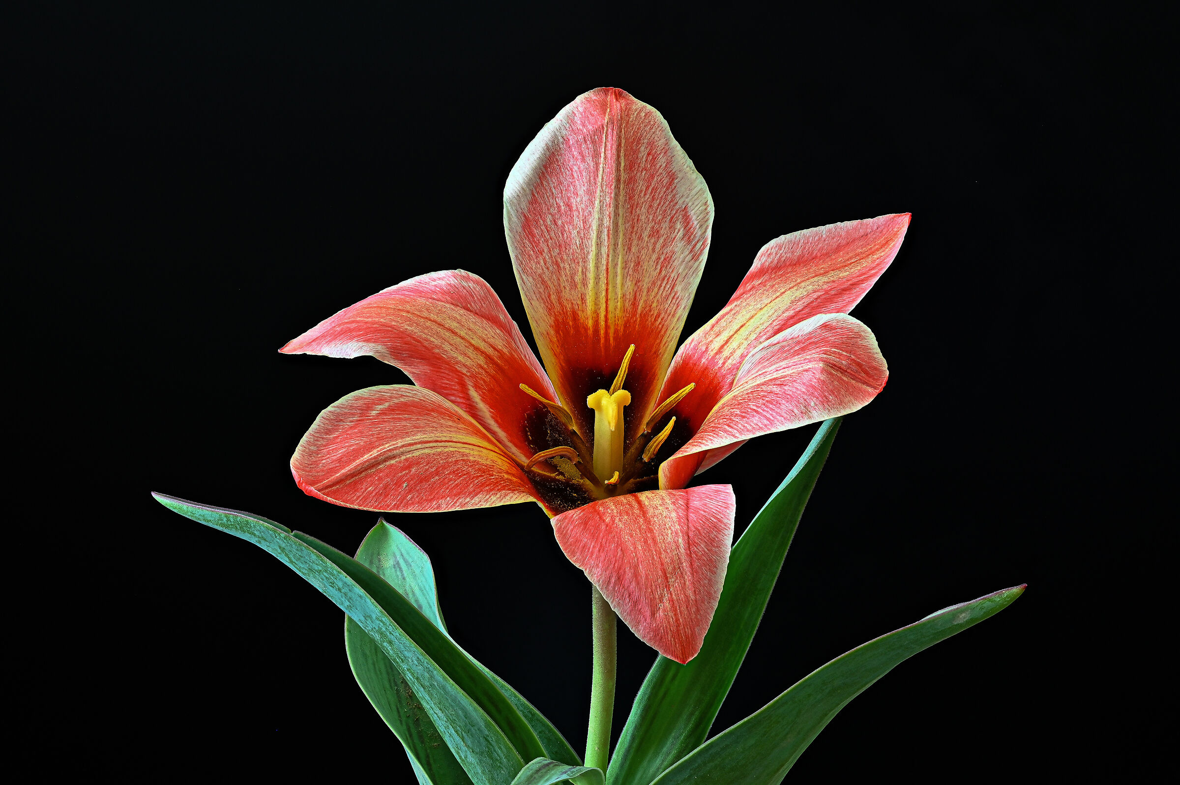 Tulipa Kaufmanniana regel