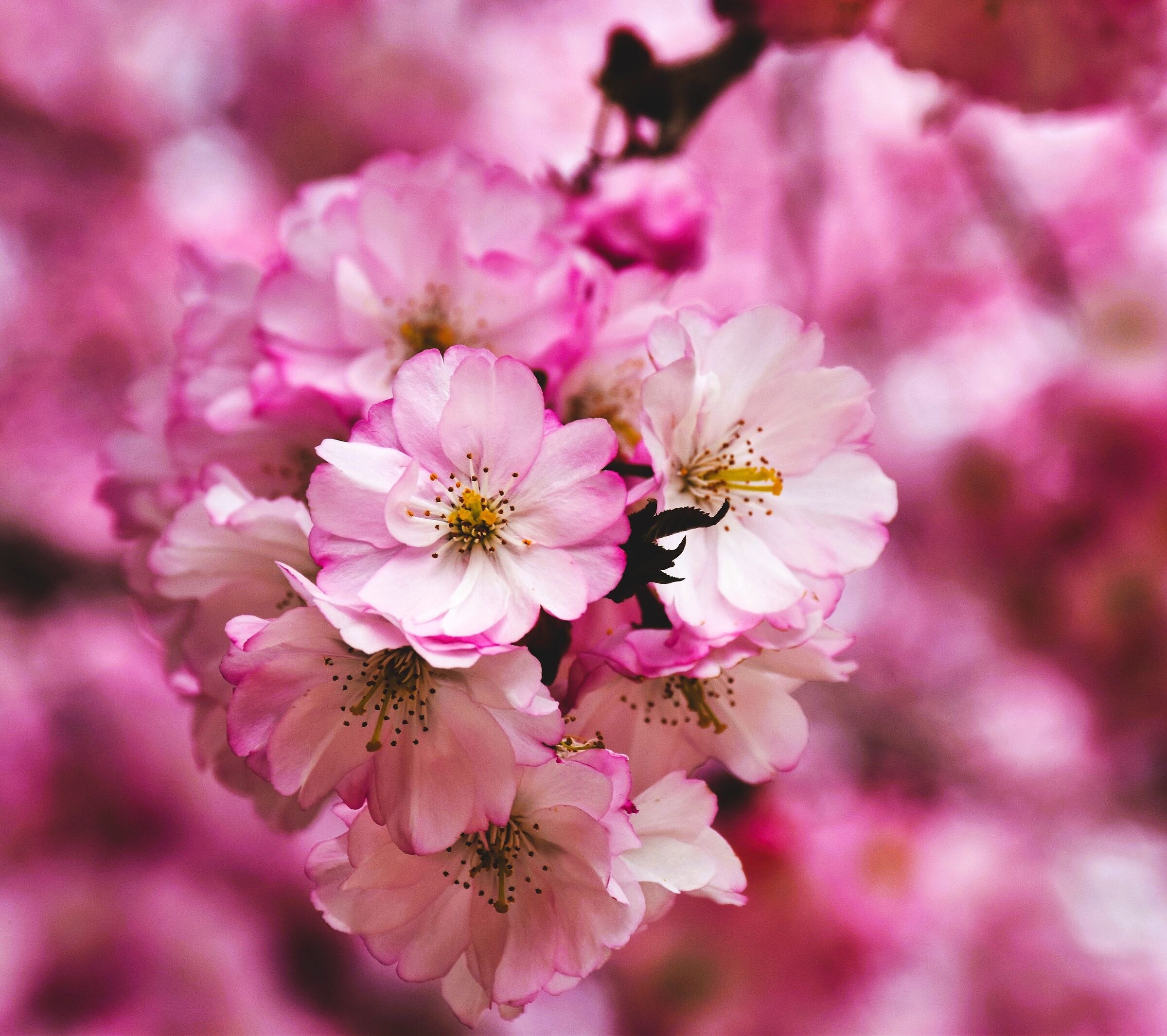 Japanese cherry blossom Reggia Venaria Reale