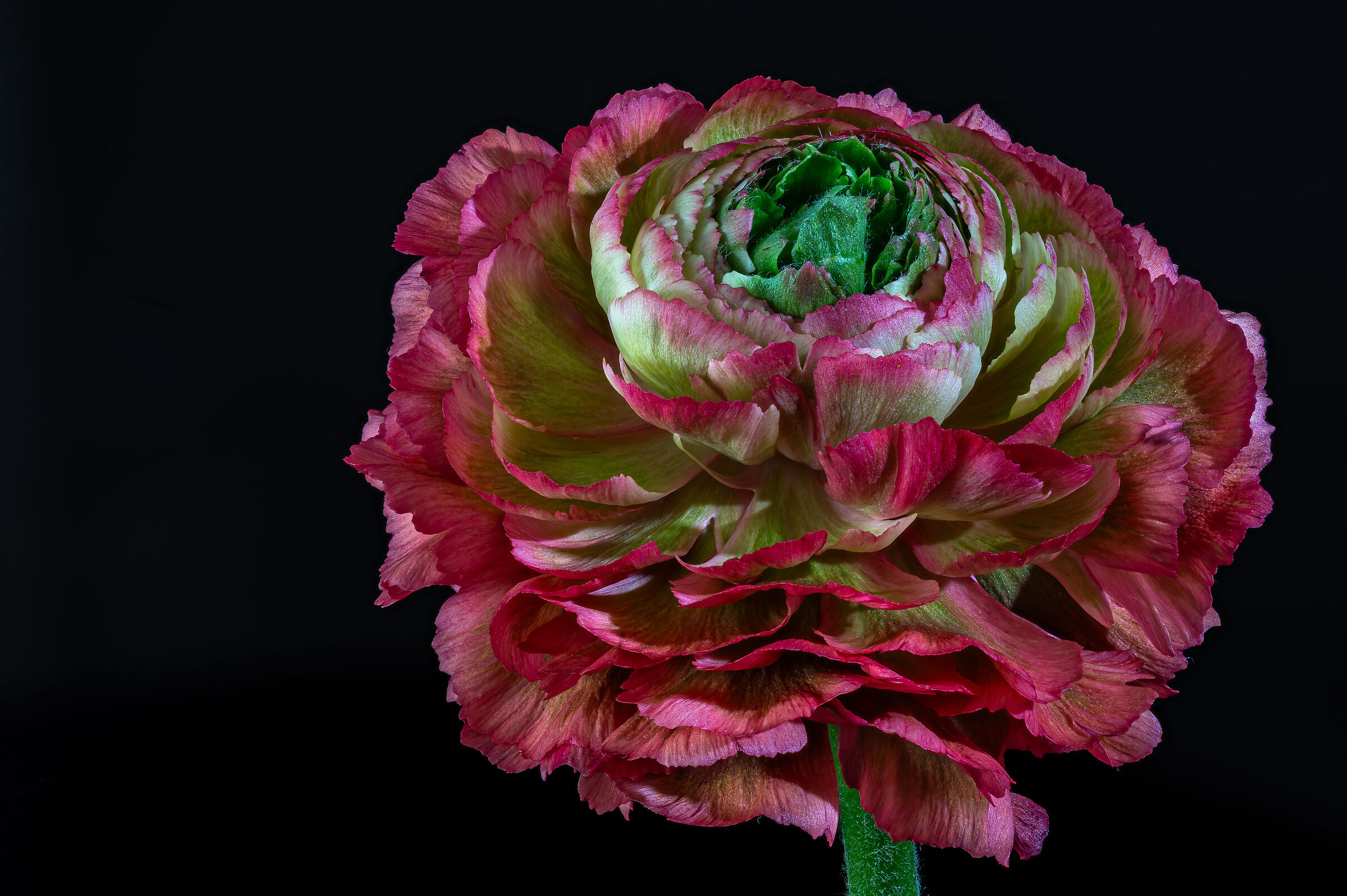 Ranunculus asiaticus