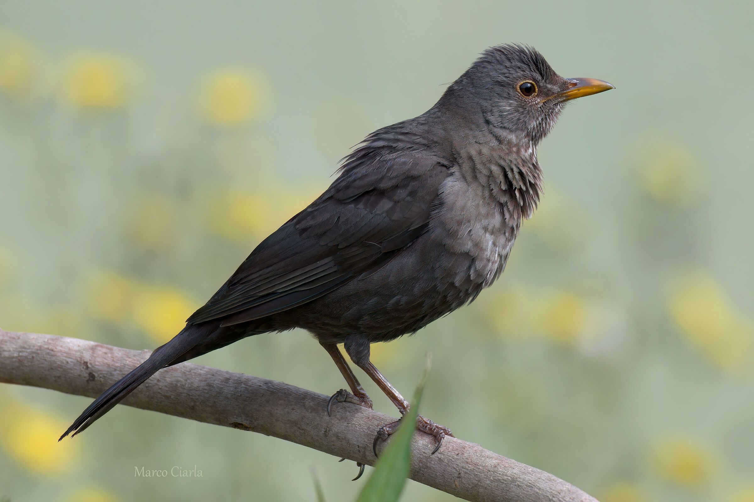 Blackbird (Turdus merula)