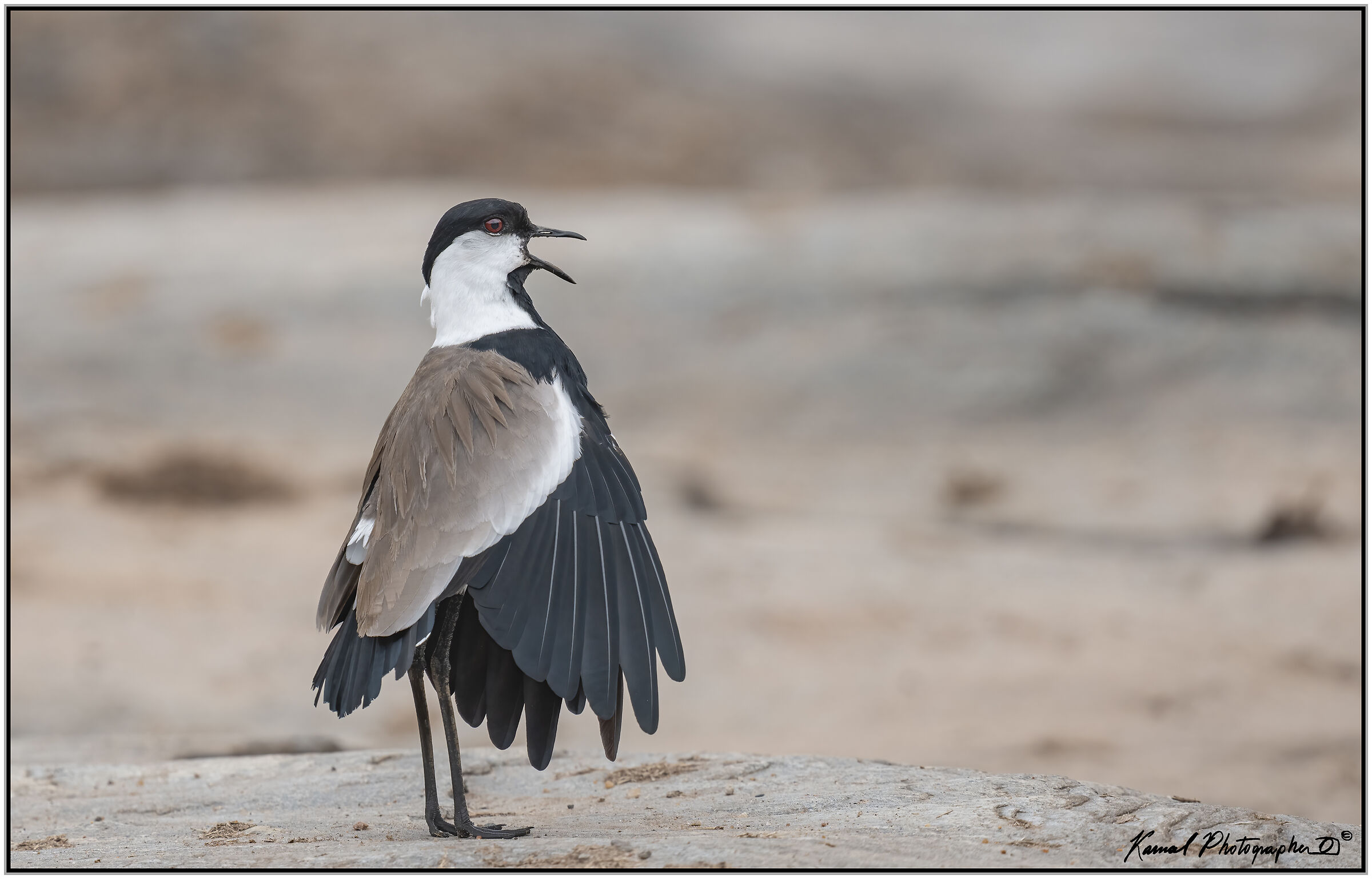 Spiny lapwing (Vanellus spinosus)